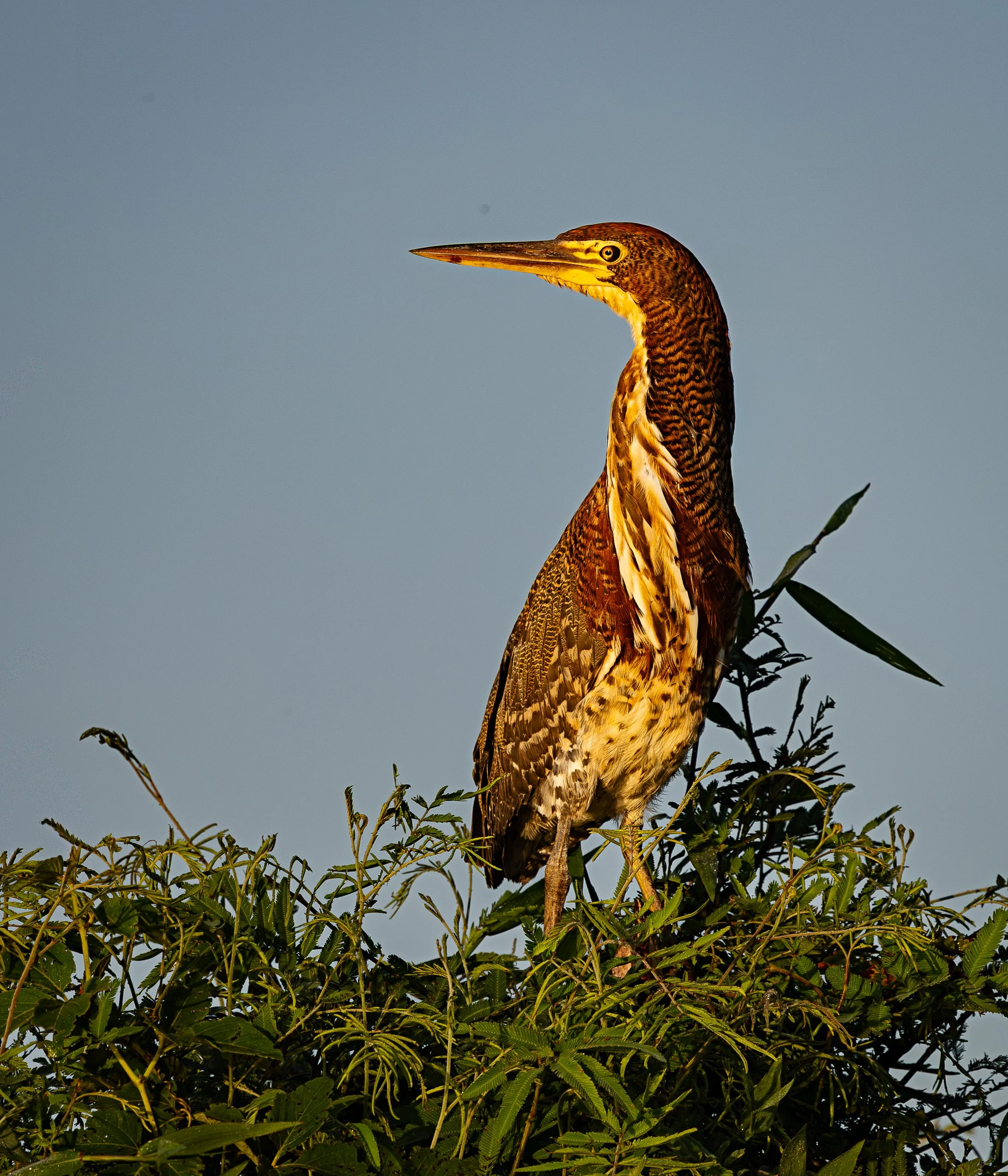 Pantanal 7-2026-813-Edit.jpg