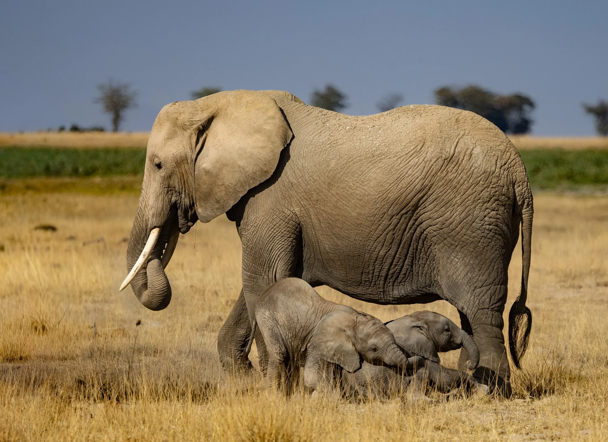 Kenya Safari 10-2025-1348.jpg