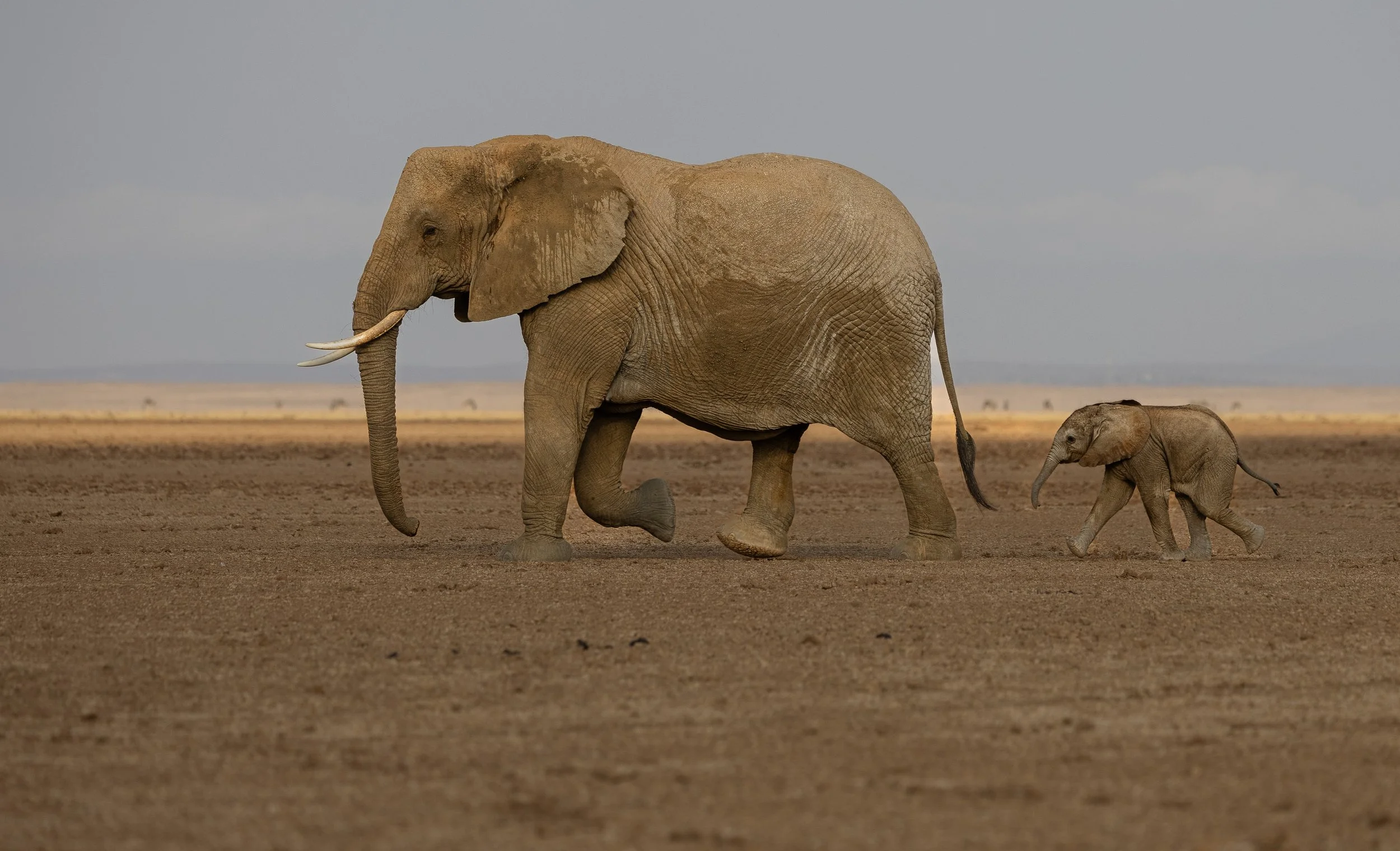 Kenya Safari 10-2025-1116.jpg