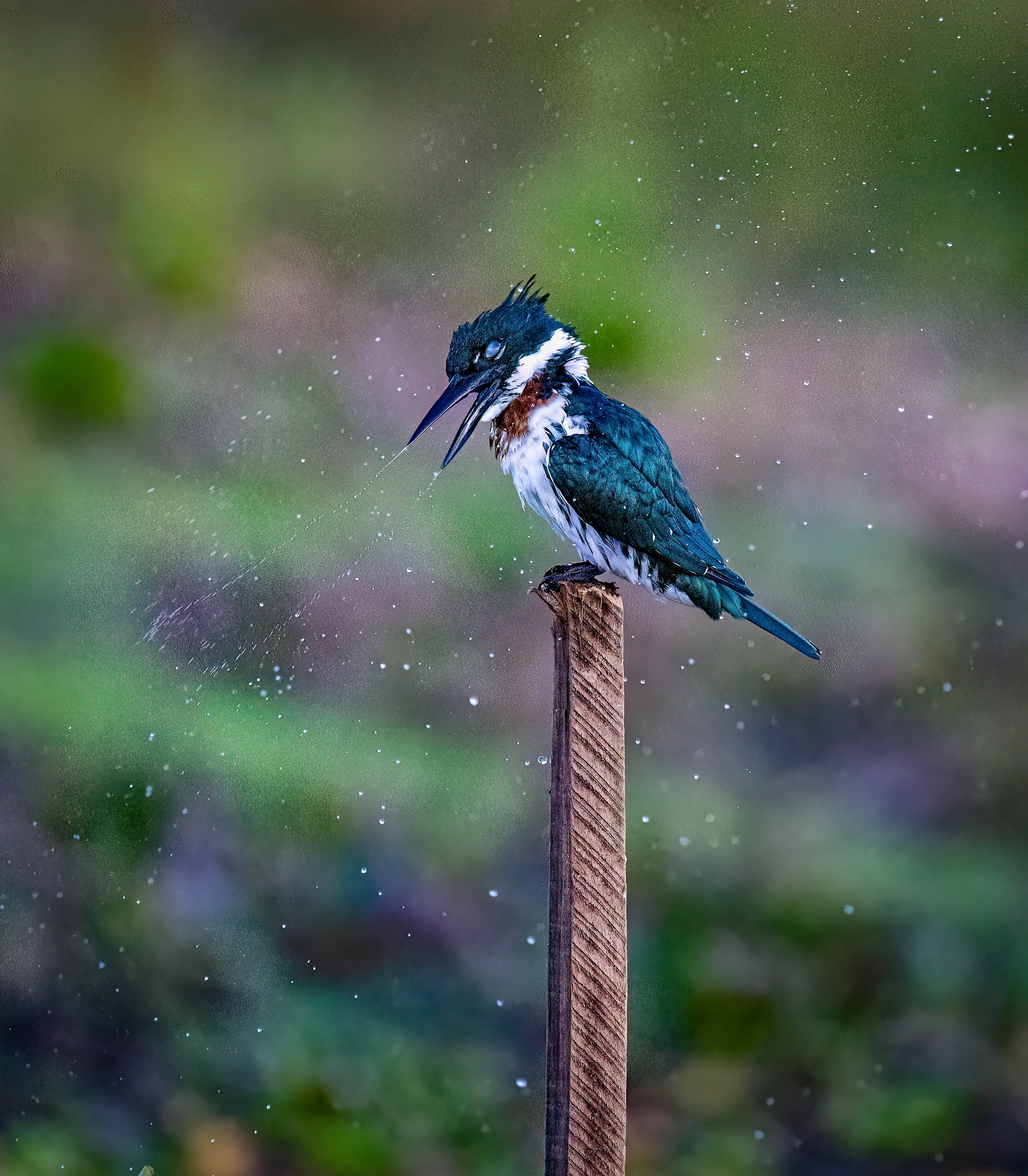 Pantanal 7-2026-725-4-Edit-Edit.jpg