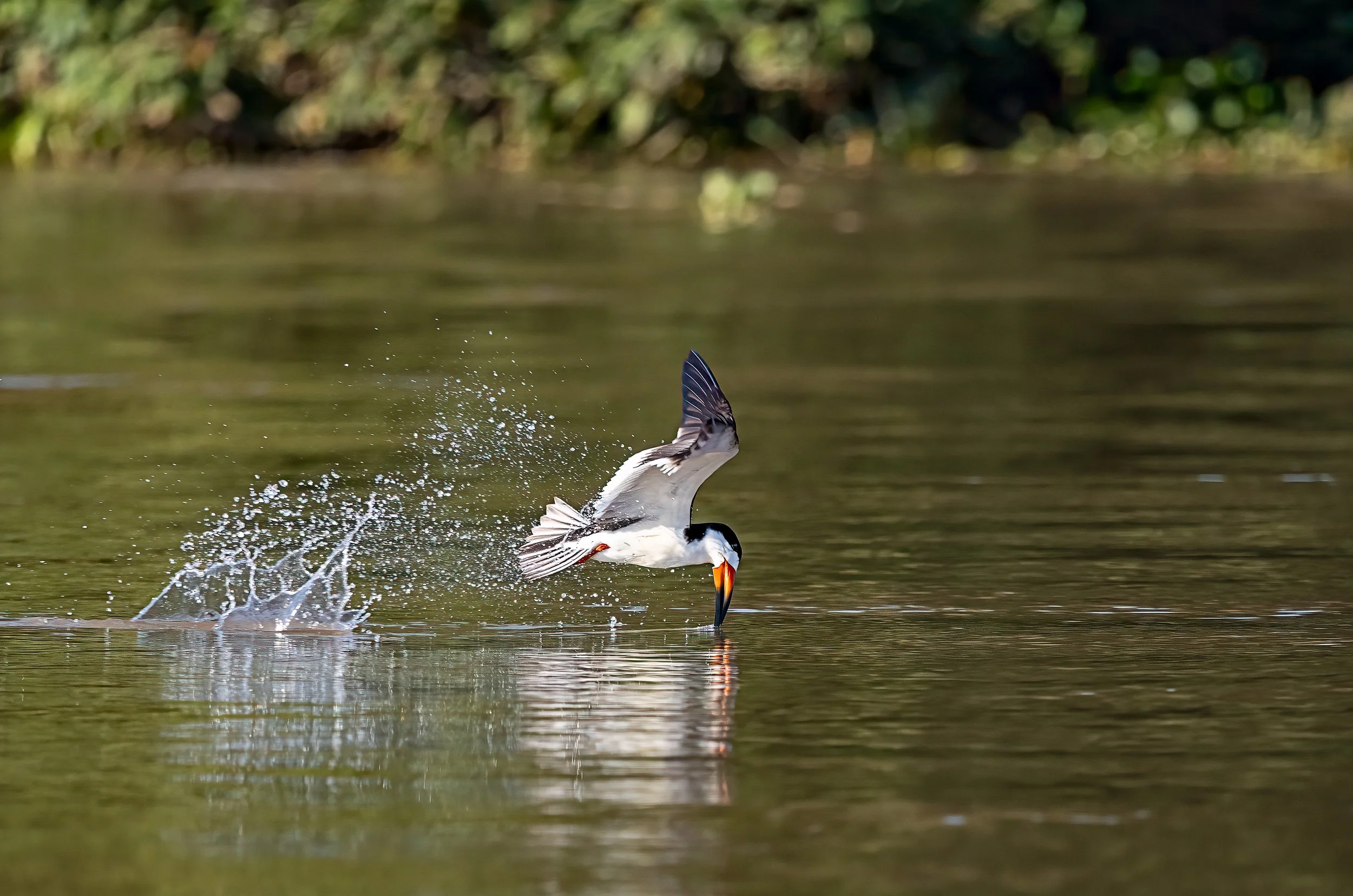 Pantanal 7-2026-998-Edit-Edit.jpg