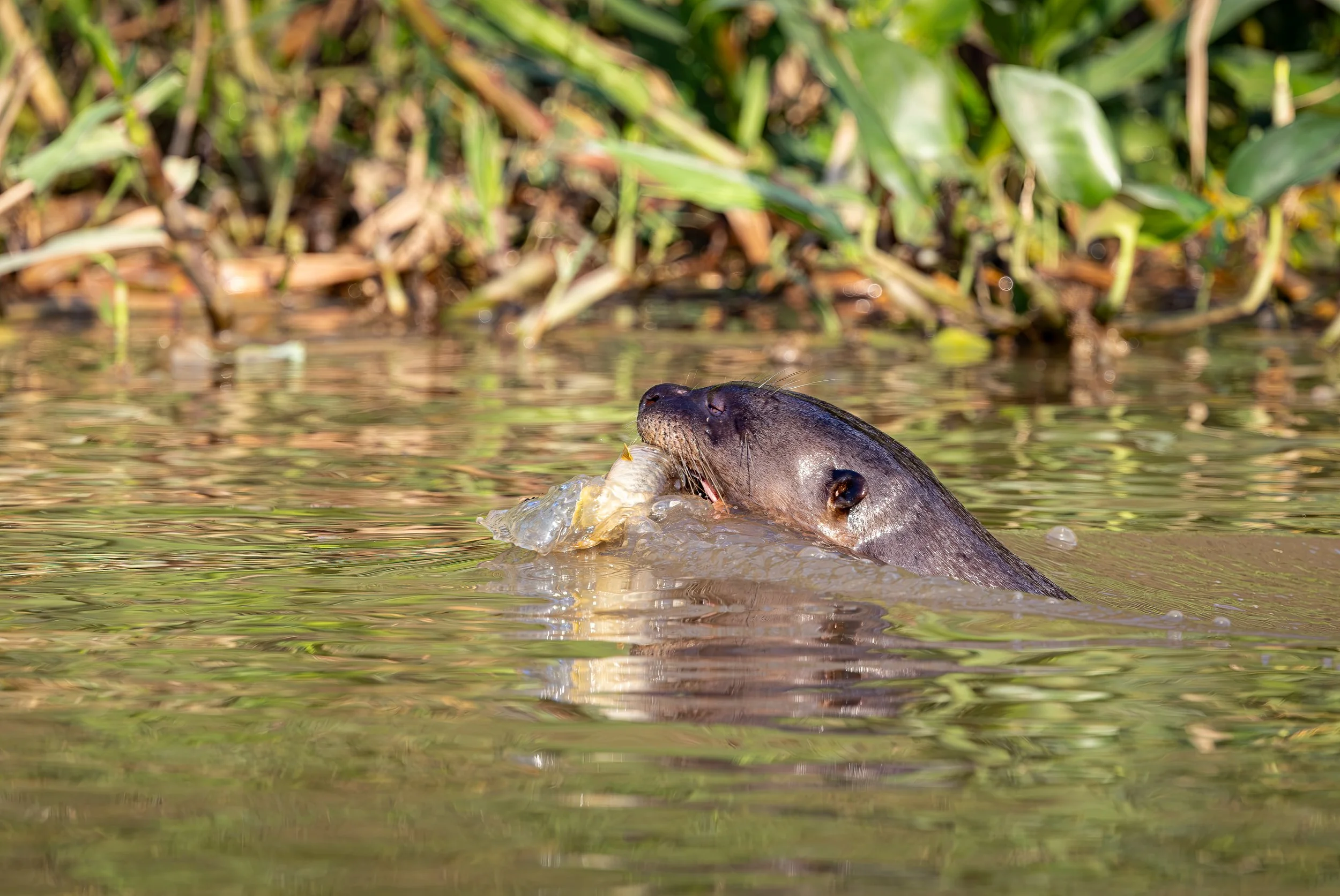 River Otters are extremely difficult to photograph.  They swim fast and dive under even faster.  Here is one with its catch.