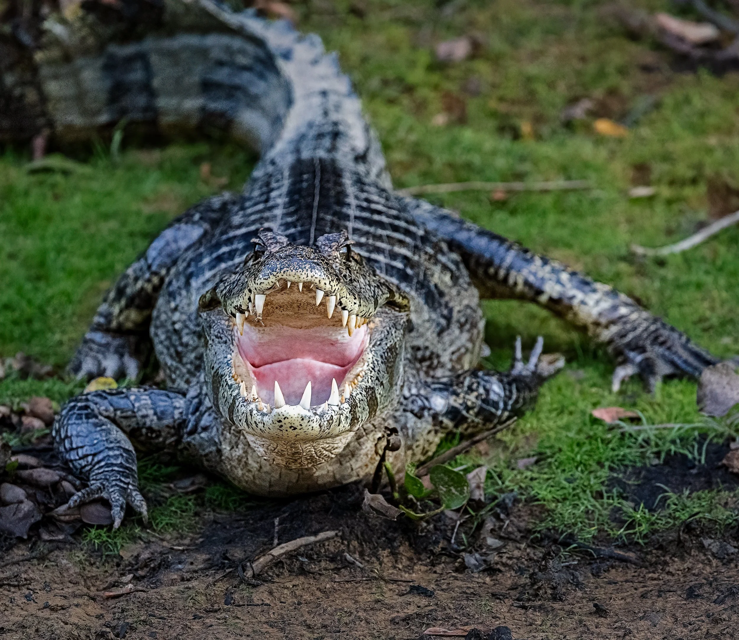 Pantanal 7-2026-375-4-Edit-Edit.jpg