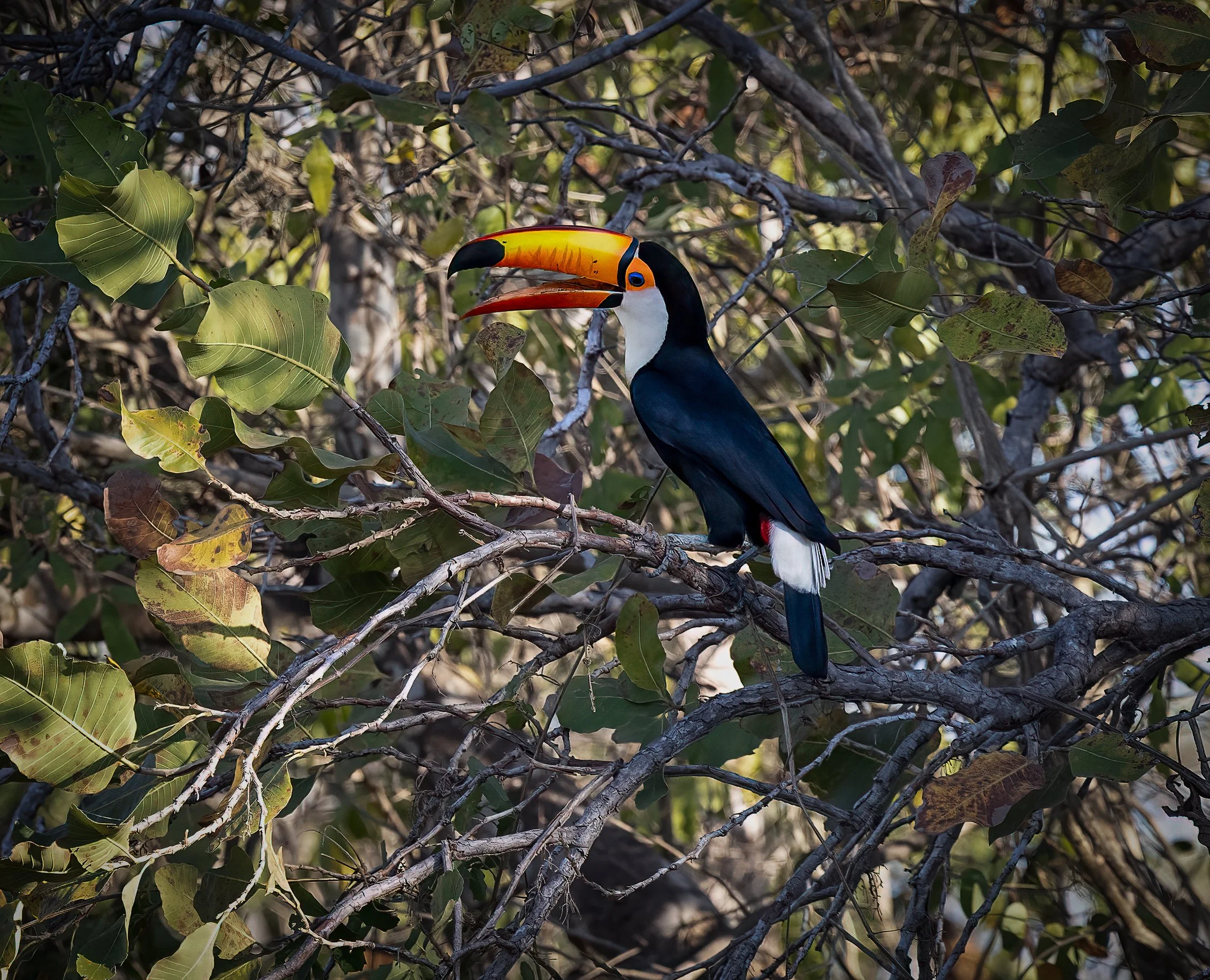 Pantanal 7-2026-1088-2-Edit-Edit.jpg