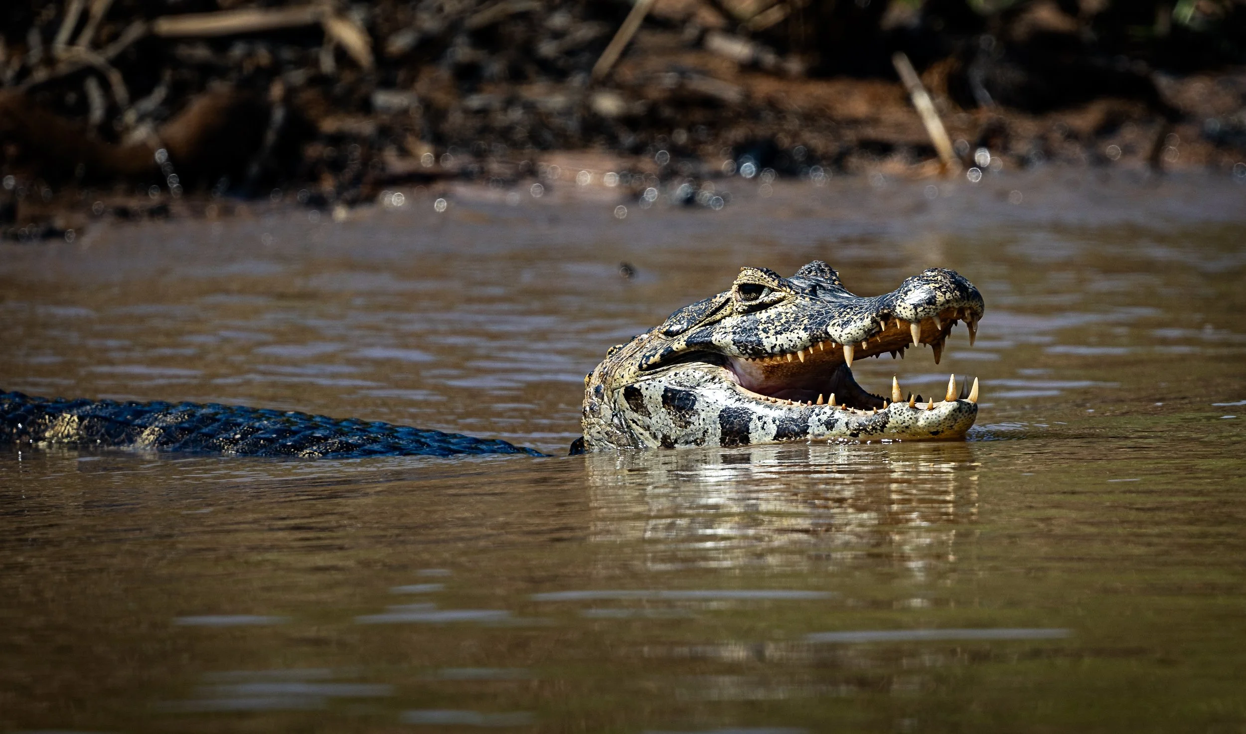 Pantanal 7-2026-1487-Edit.jpg