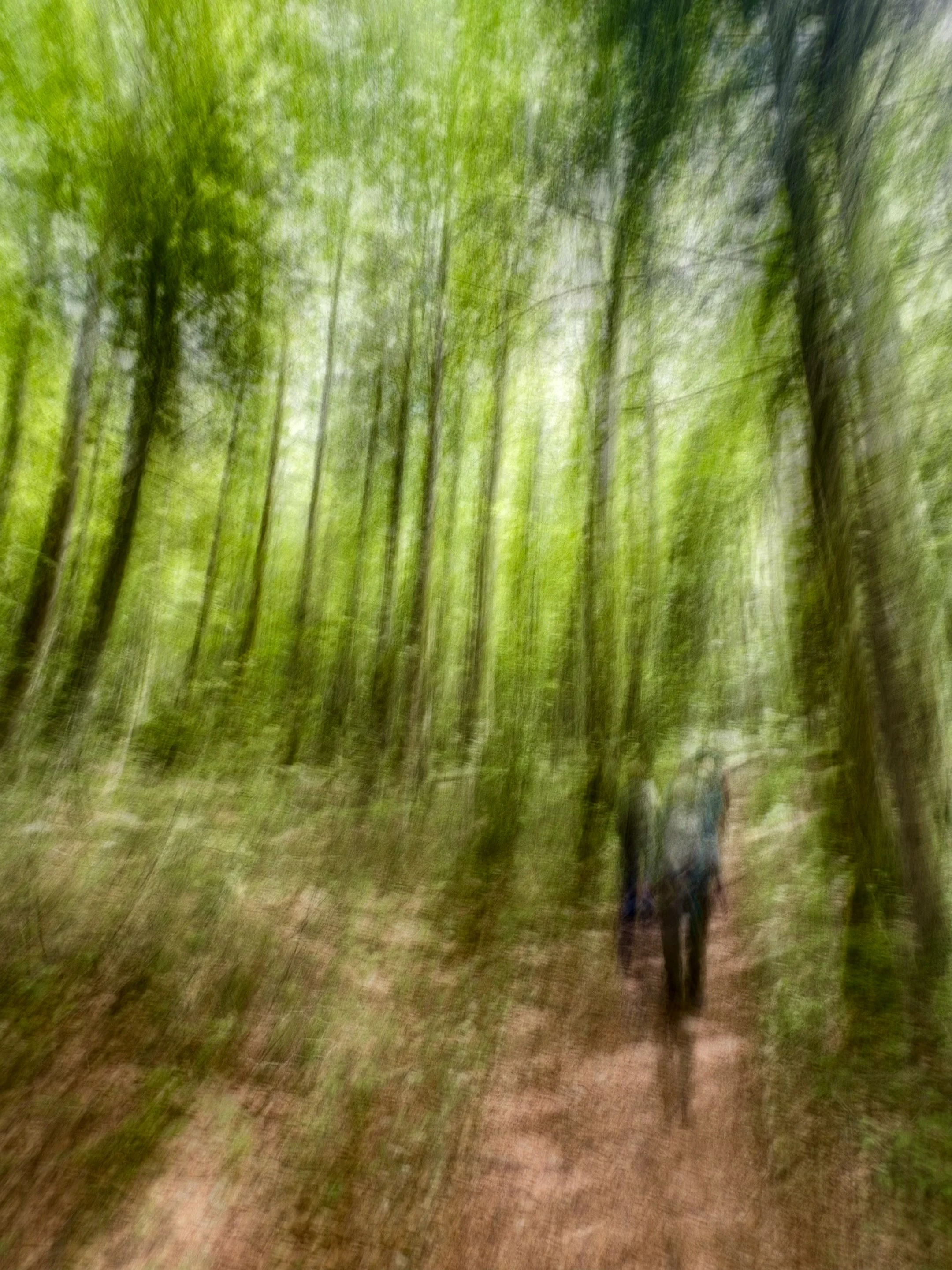 Here is an abstract image using intentional camera movement during a hike through a wooded area.  Something different.