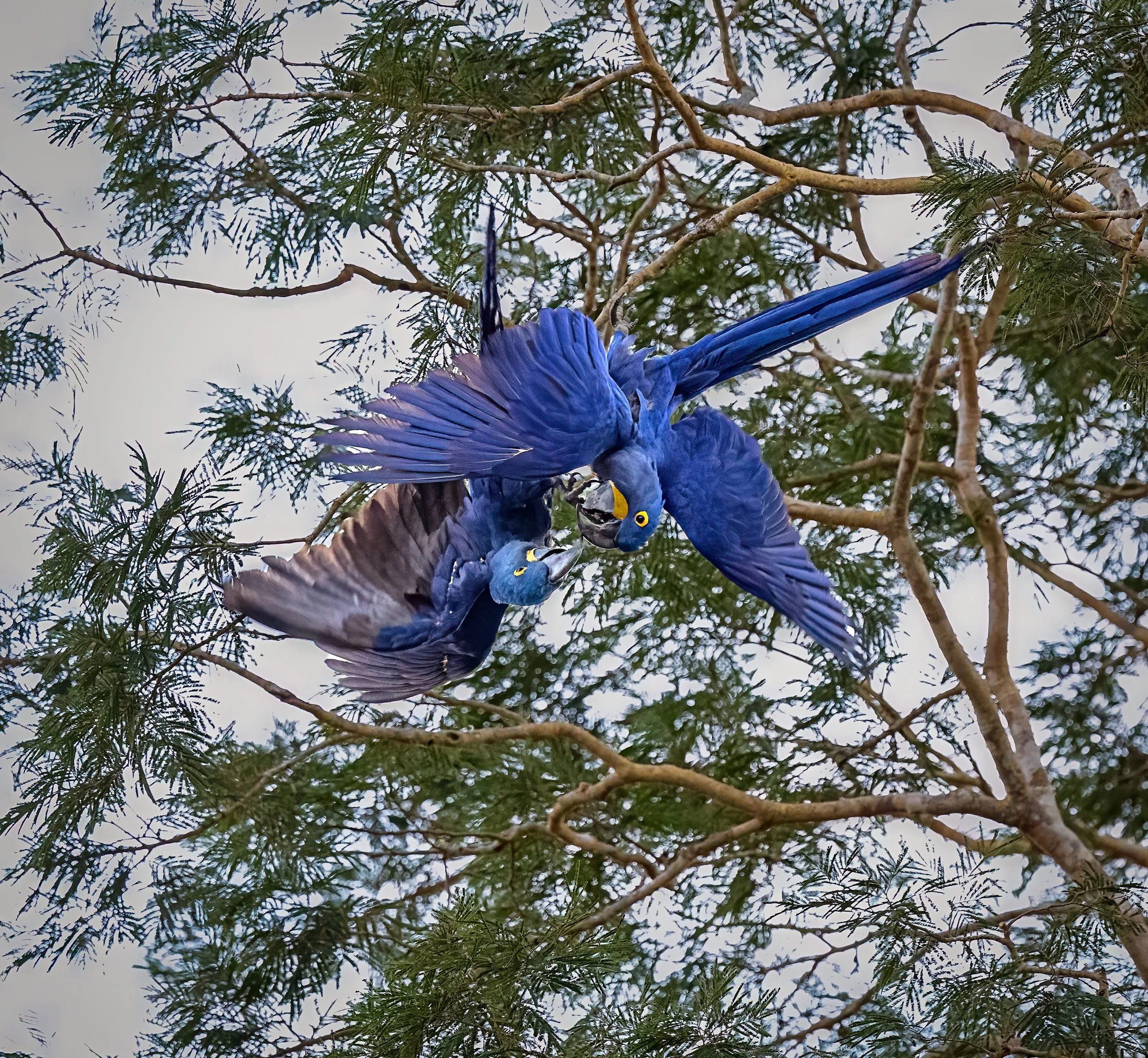 Pantanal 7-2026-78-3-Edit-Edit-Edit.jpg