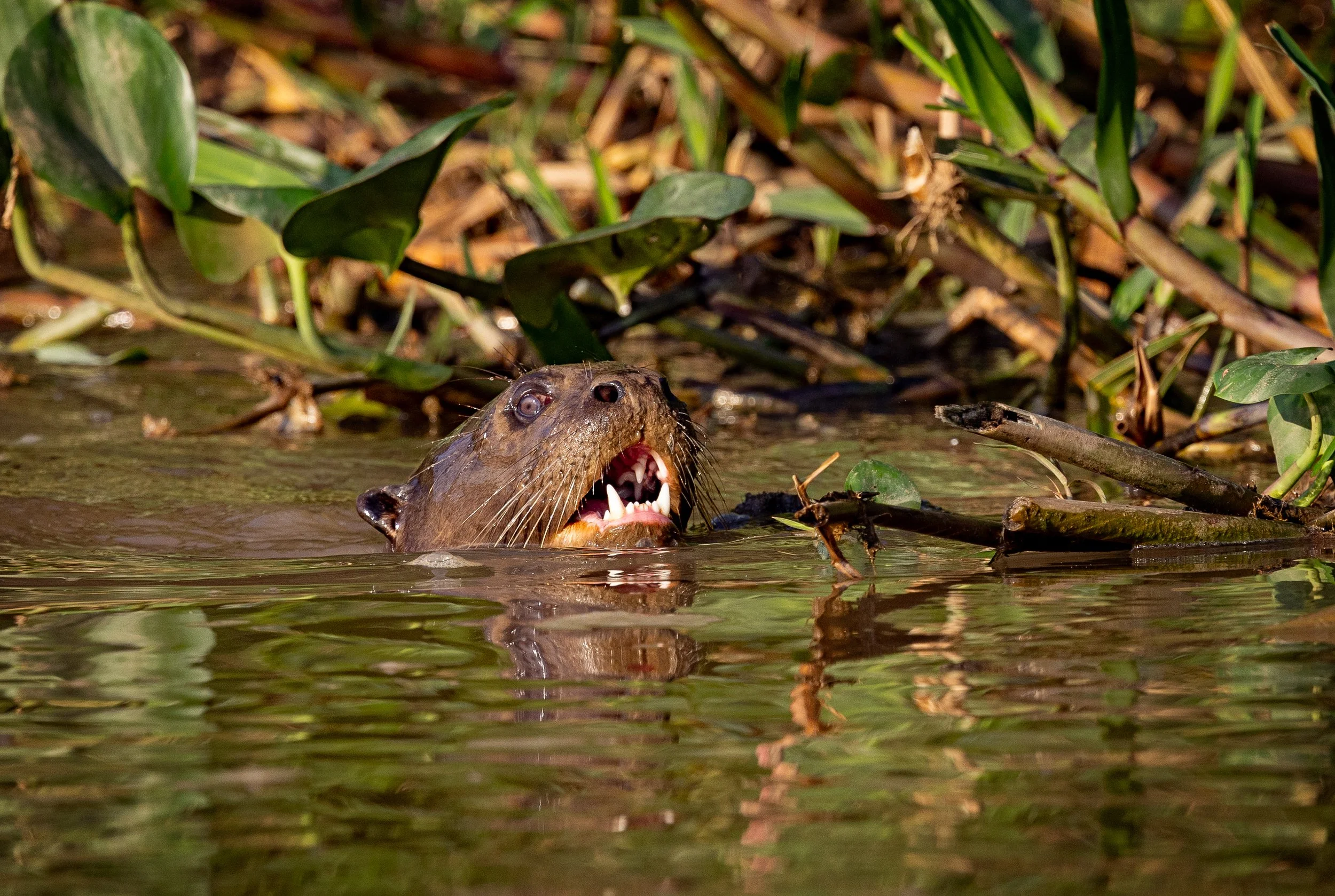 Pantanal 7-2026-188-Edit.jpg
