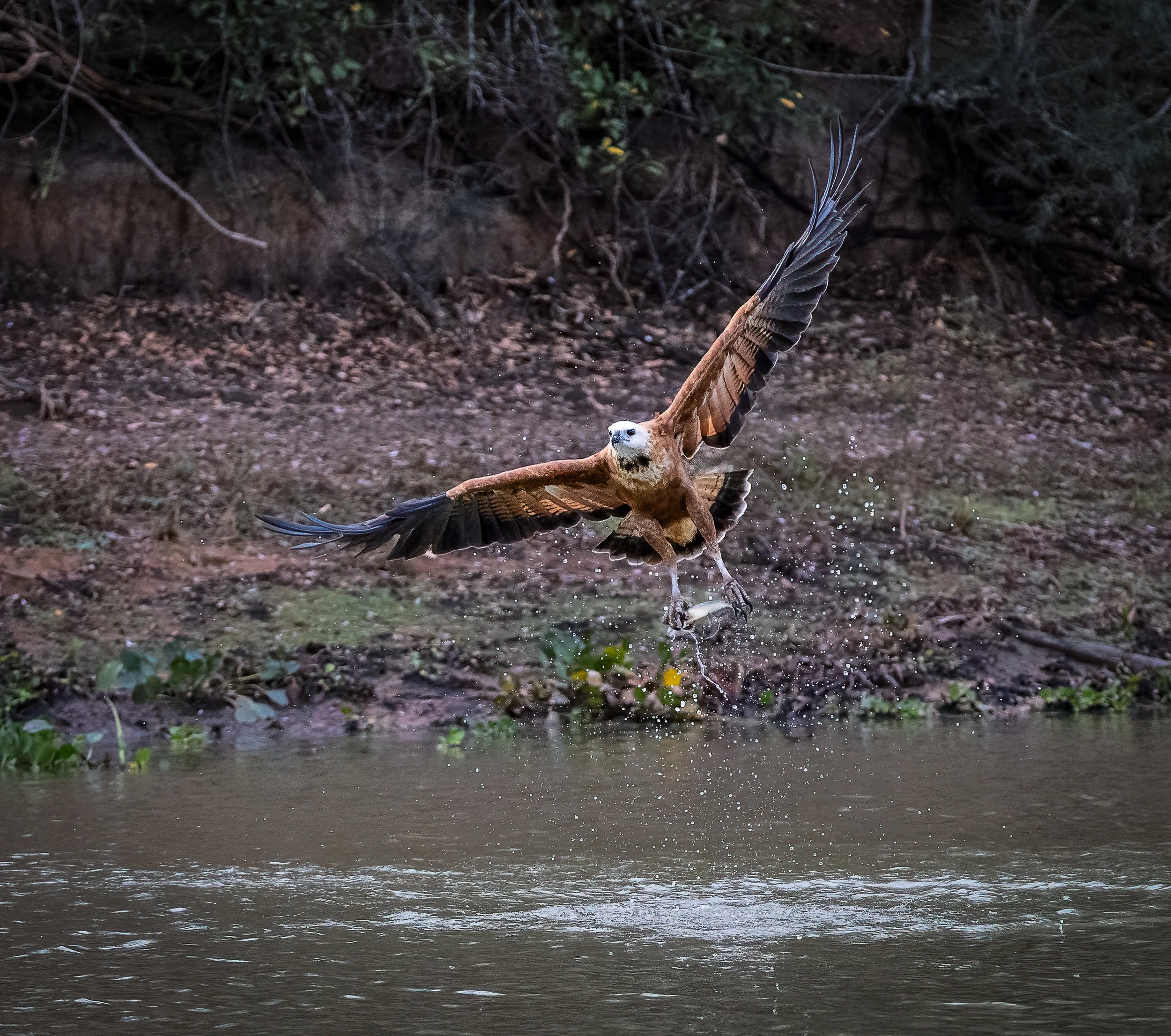 Pantanal 7-2026-325-4-Edit-Edit.jpg