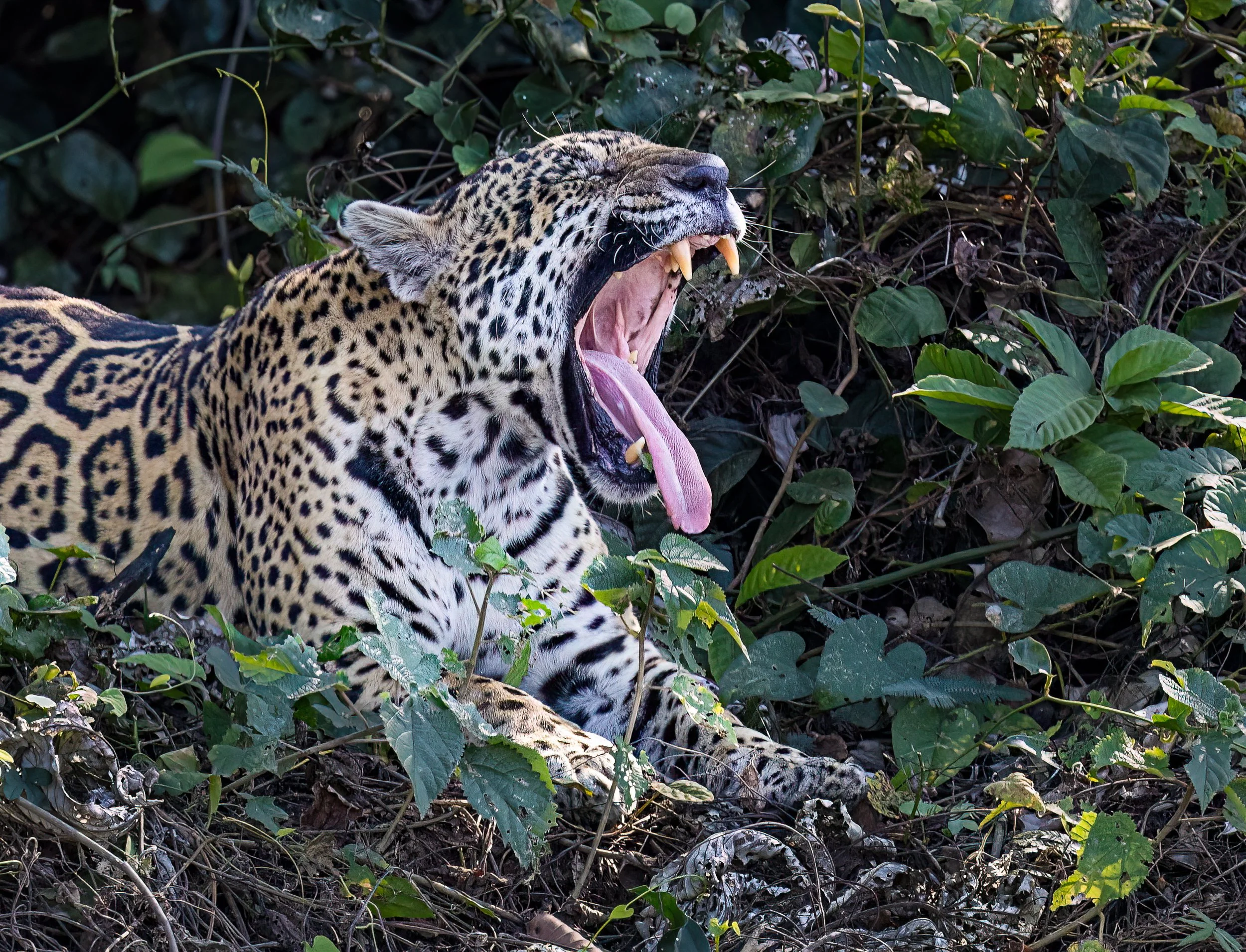 Pantanal 7-2026-1423-Edit-Edit.jpg
