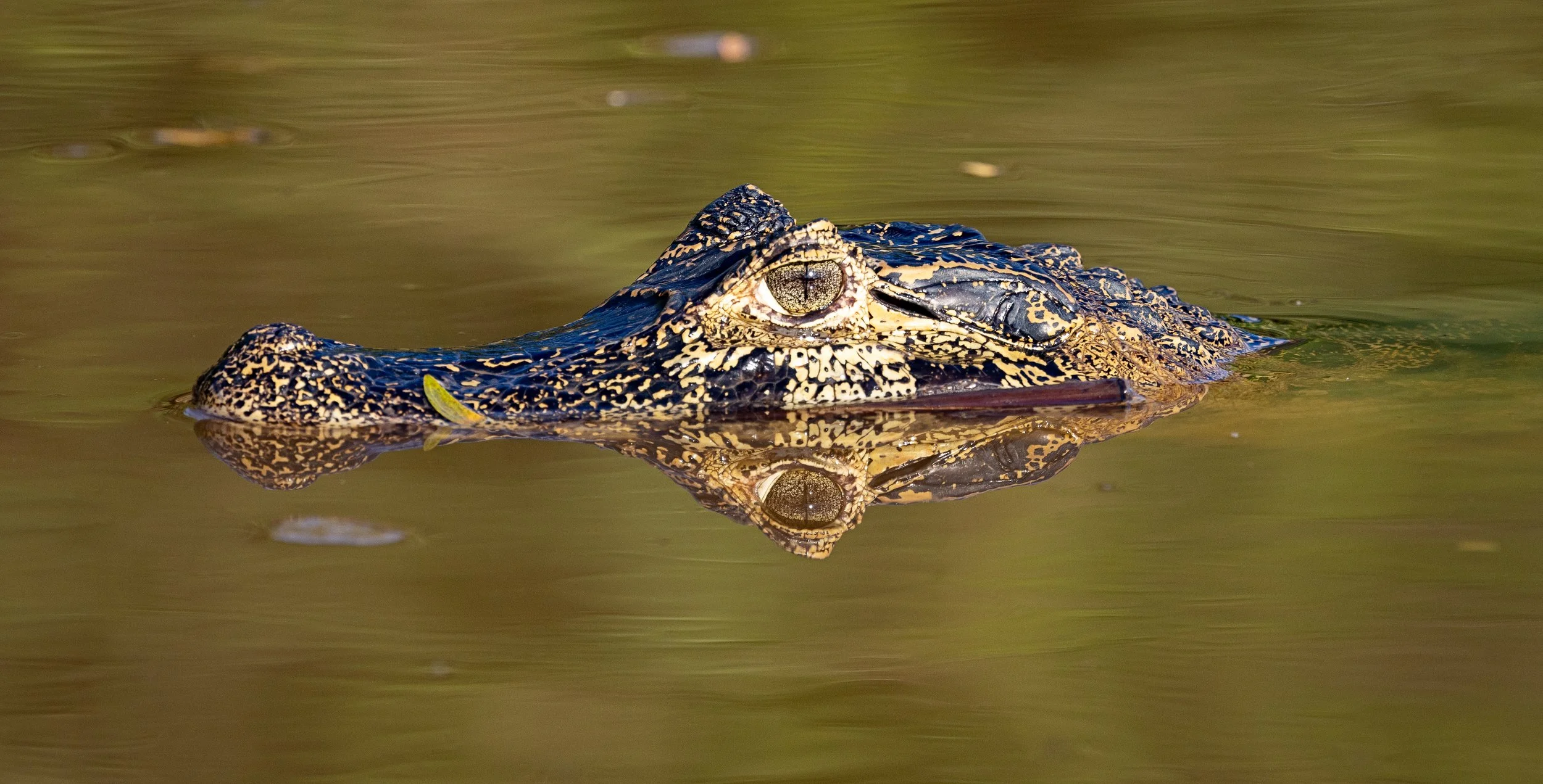 Everywhere we went there were dozens of Caiman.  They are preyed upon by the Jaguars