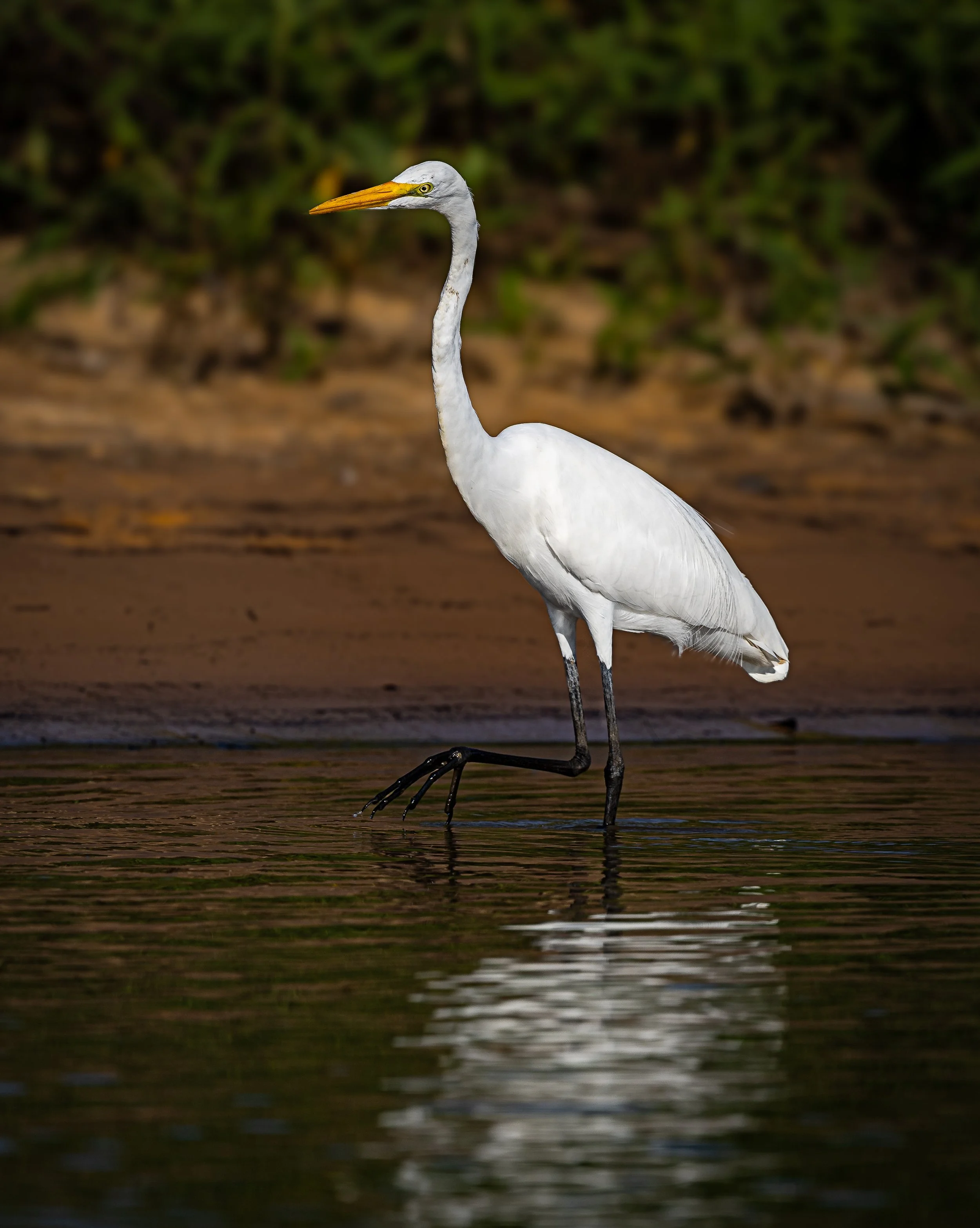 Pantanal 7-2026-1885-Edit.jpg