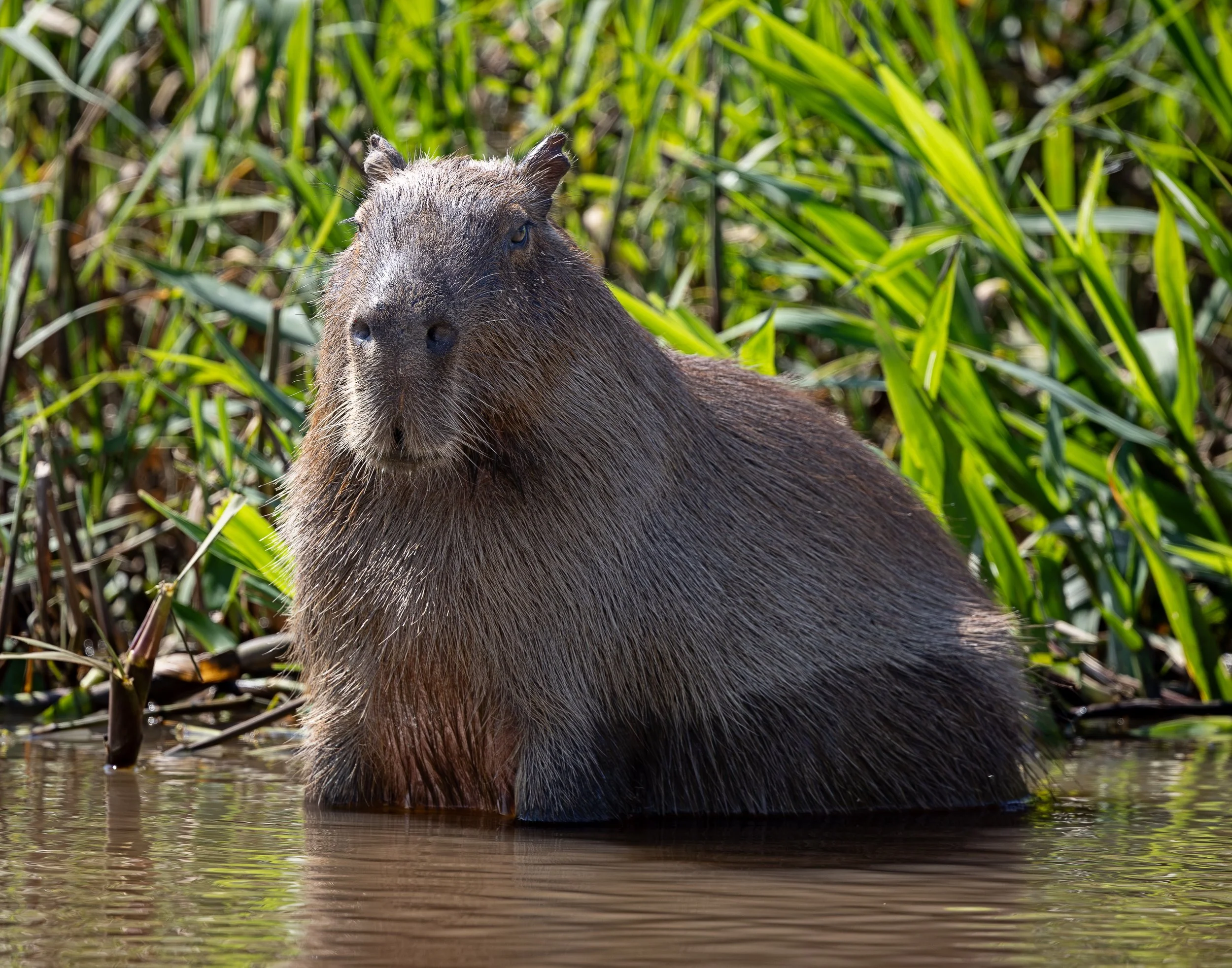 The largest rodent, the Capybara.  