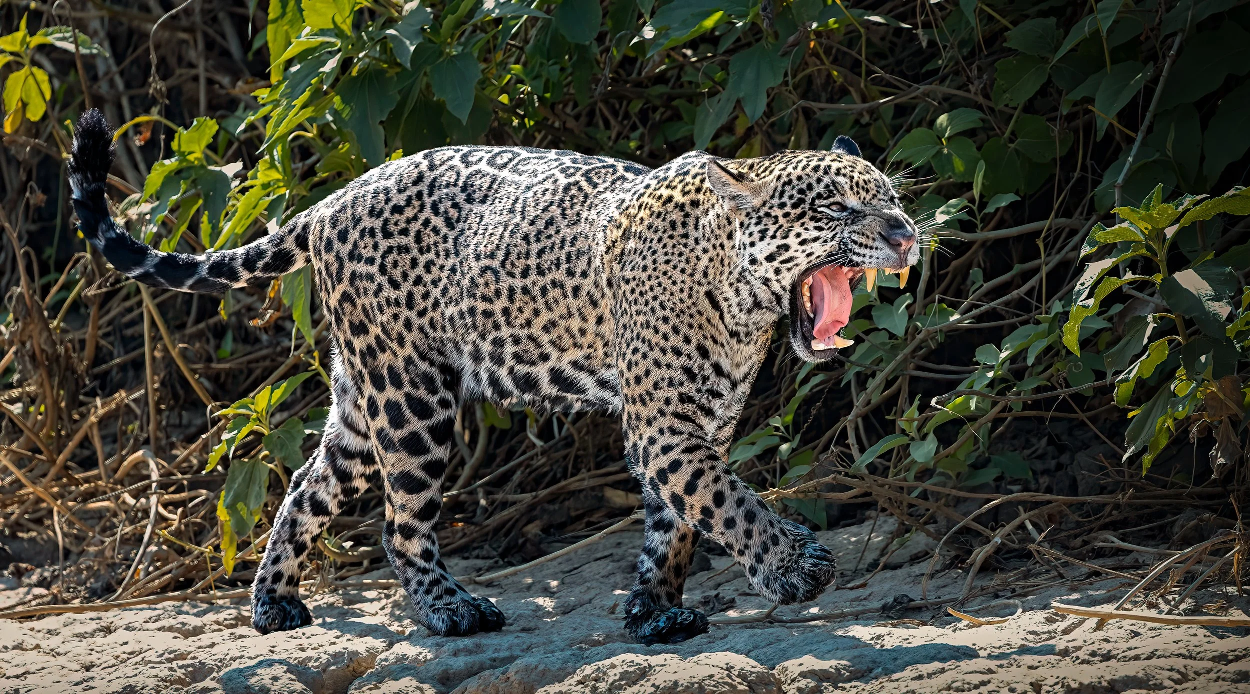 Pantanal 7-2026-442-Edit-Edit.jpg