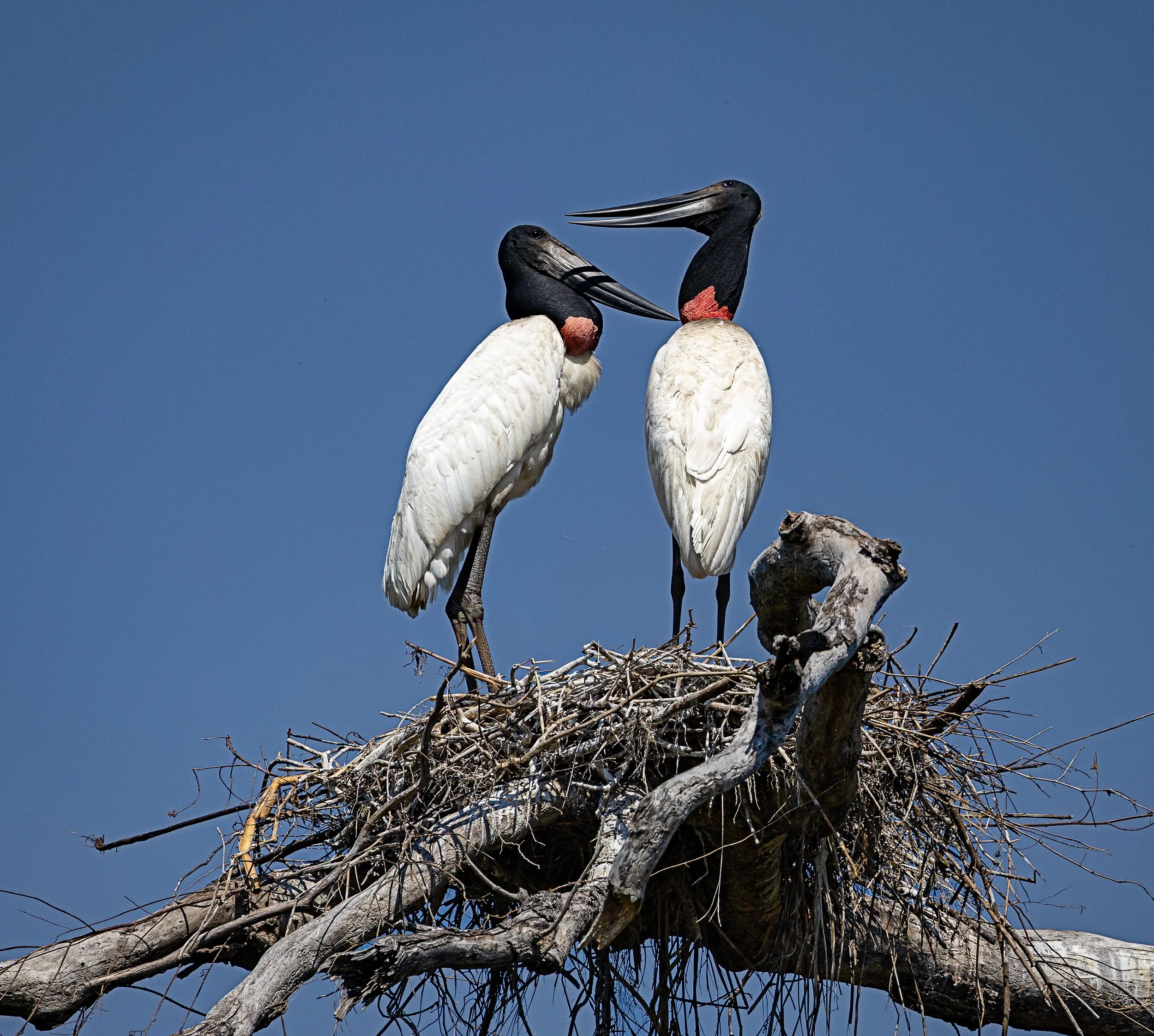 Pantanal 7-2026-563-Edit.jpg
