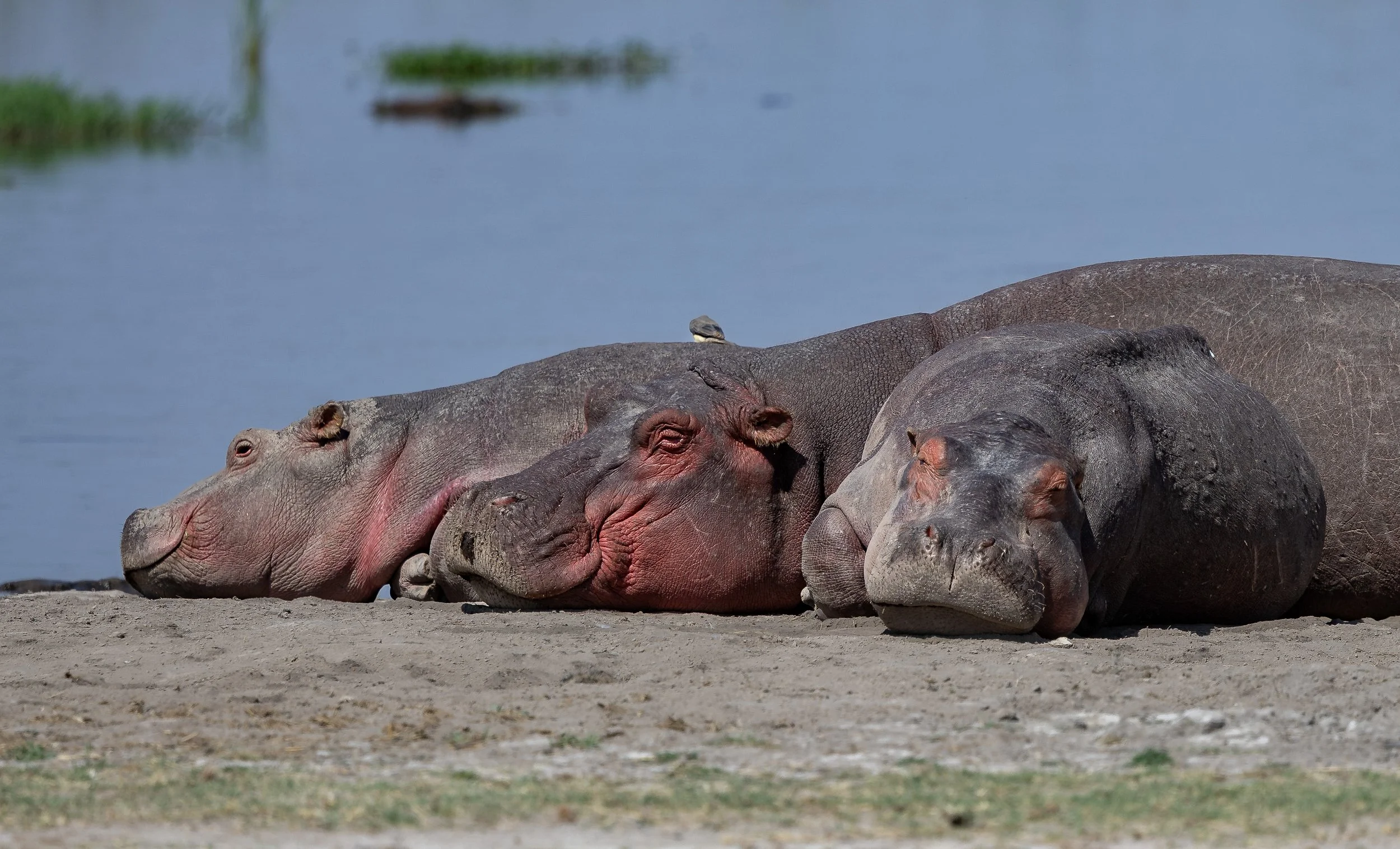 Kenya Safari 10-2025-1417.jpg