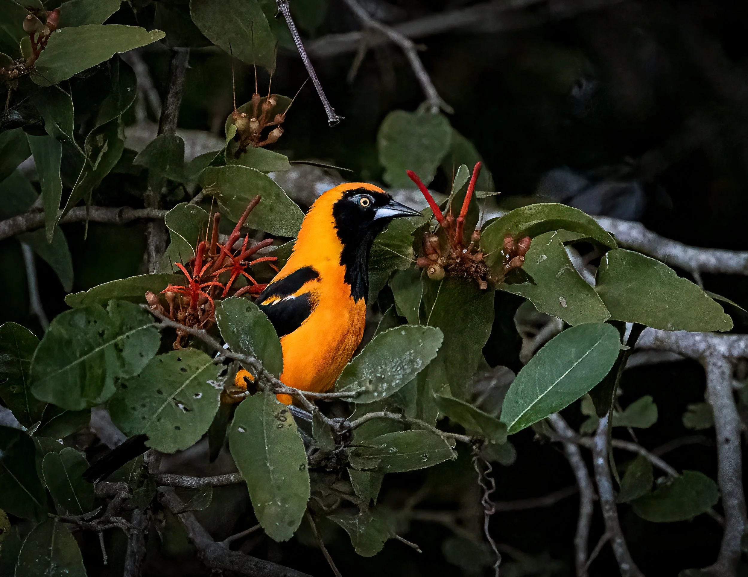 Pantanal 7-2026-695-Edit-Edit.jpg
