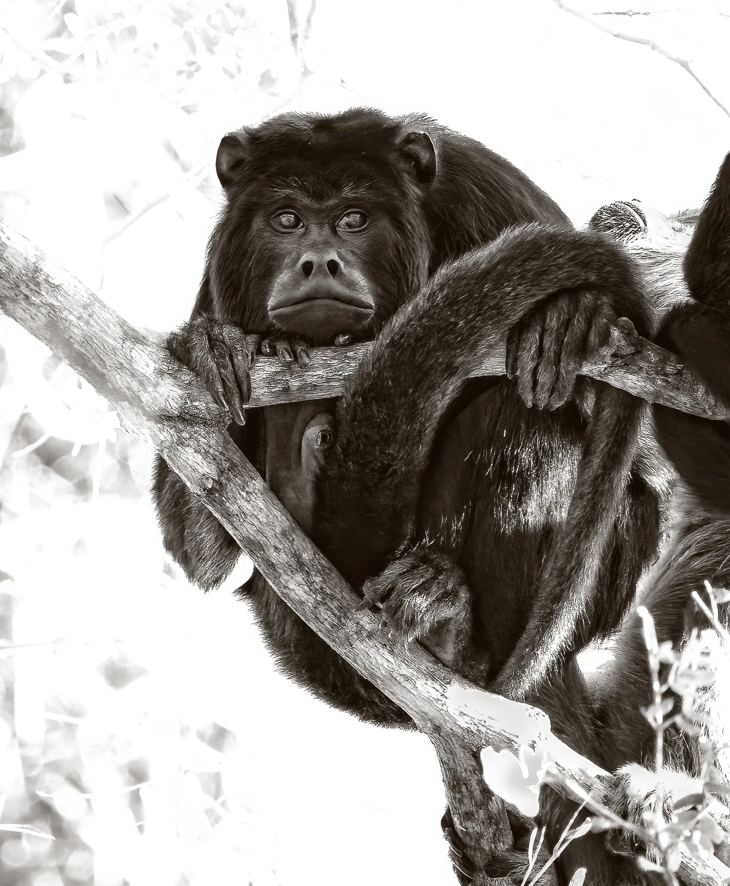 Pantanal 7-2026-113-2-Edit-2-Edit.jpg