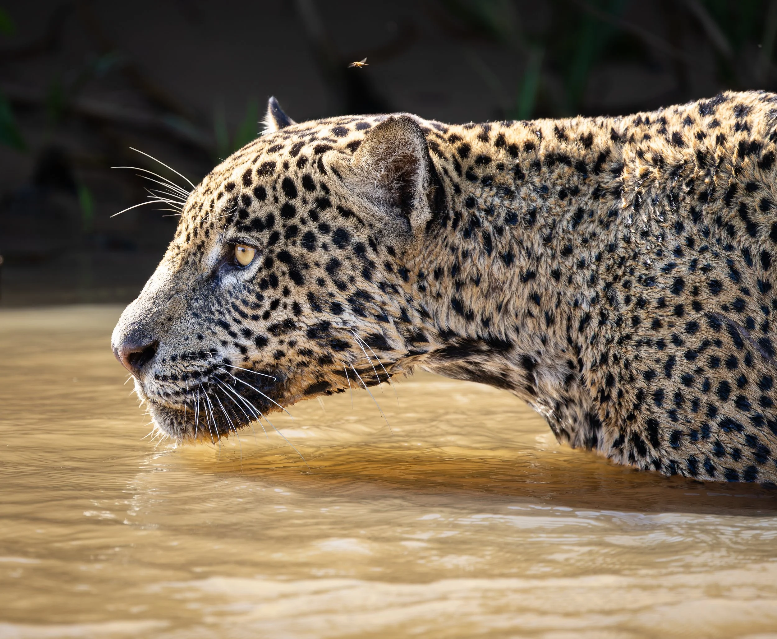 Pantanal 7-2026-336-2.jpg