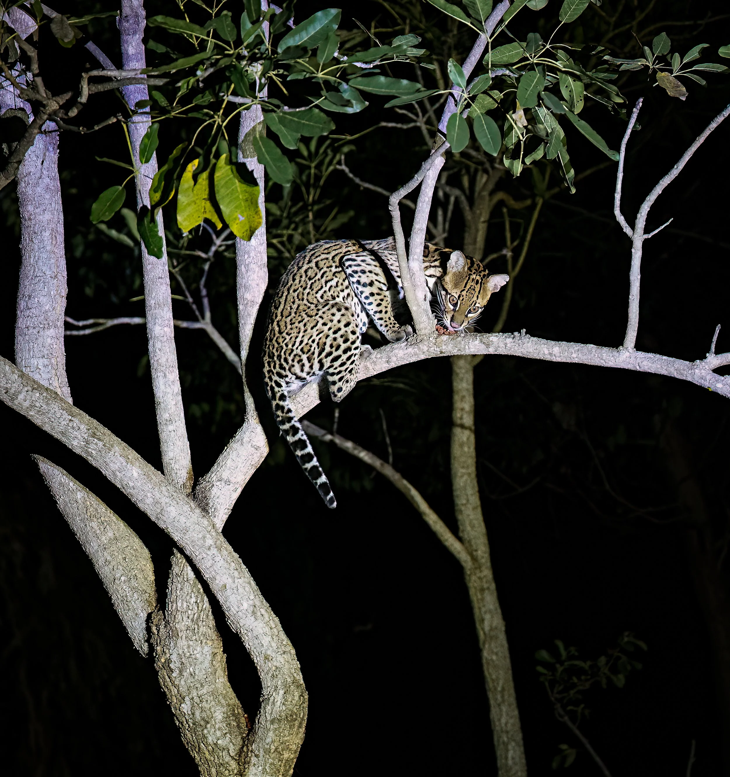 Pantanal 7-2026-1697-2-Edit-2-Edit.jpg