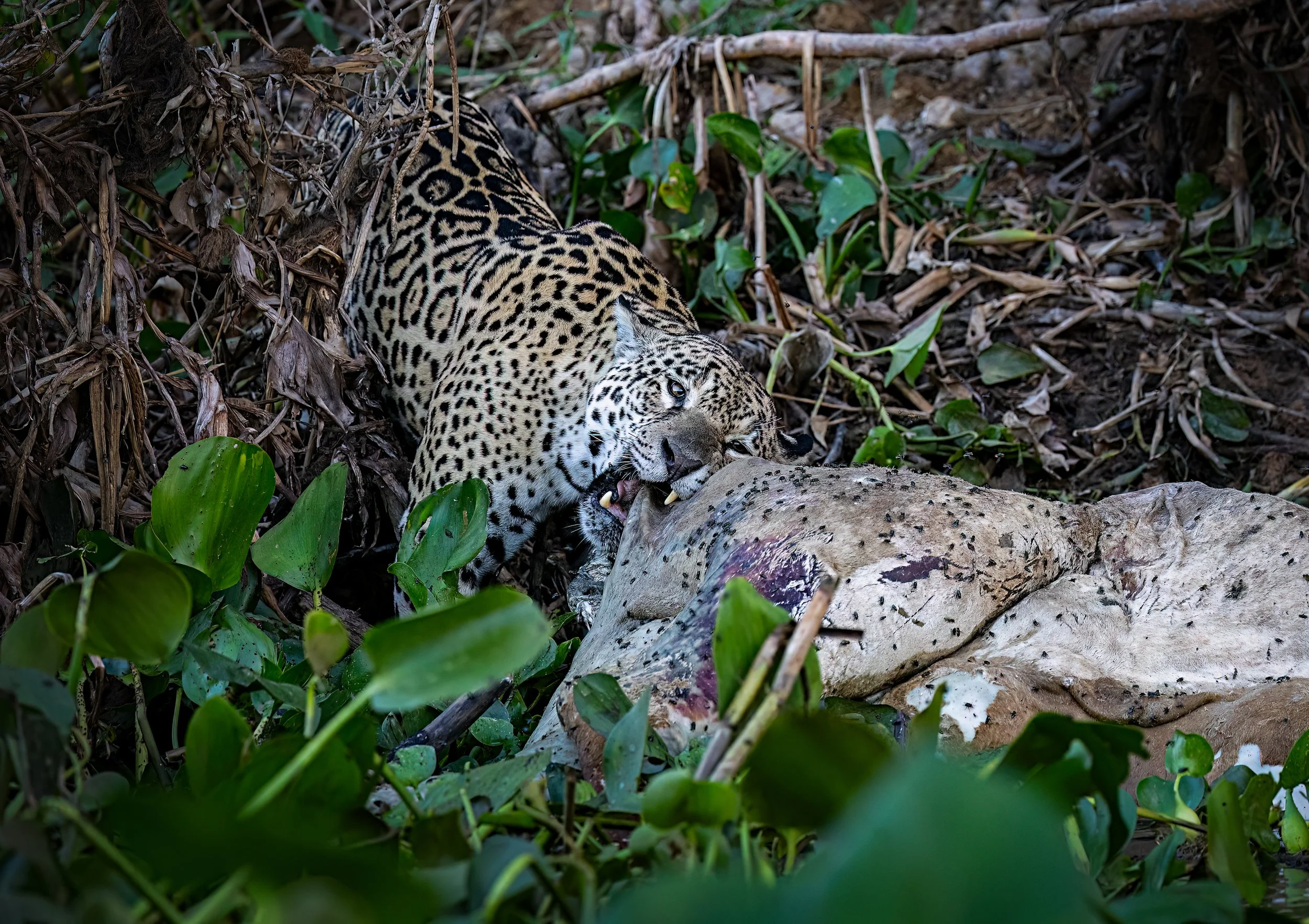 This Jaguar was attempting to devour this dead cow along the river.