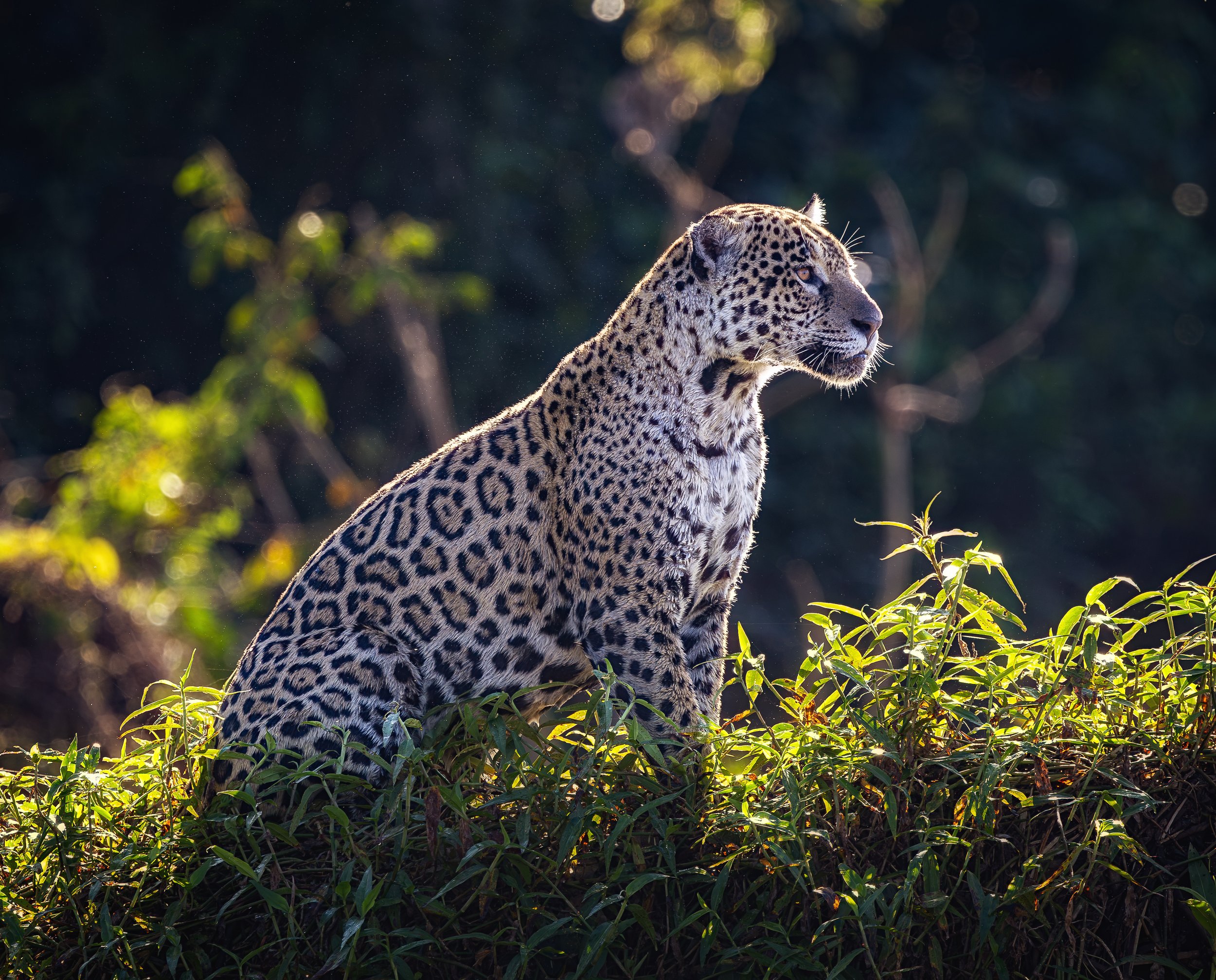 Pantanal 7-2026-1039-2-Edit-Edit.jpg