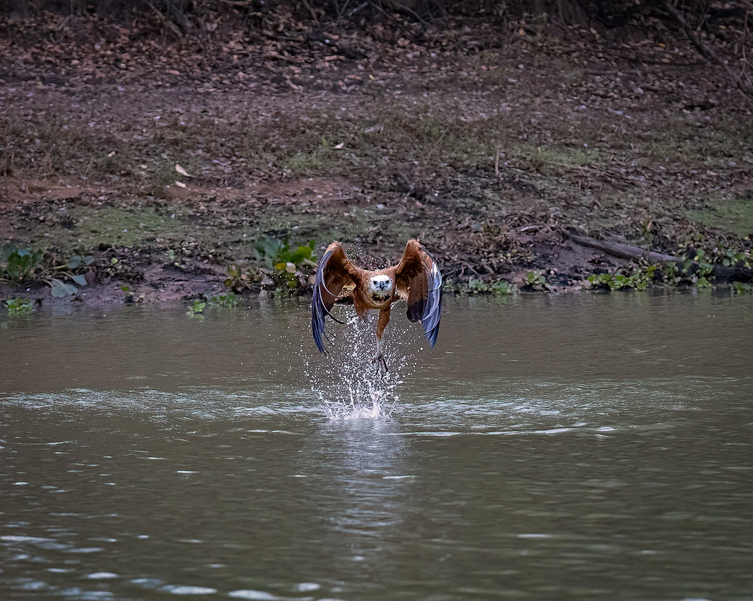 Pantanal 7-2026-318-4-Edit-Edit.jpg
