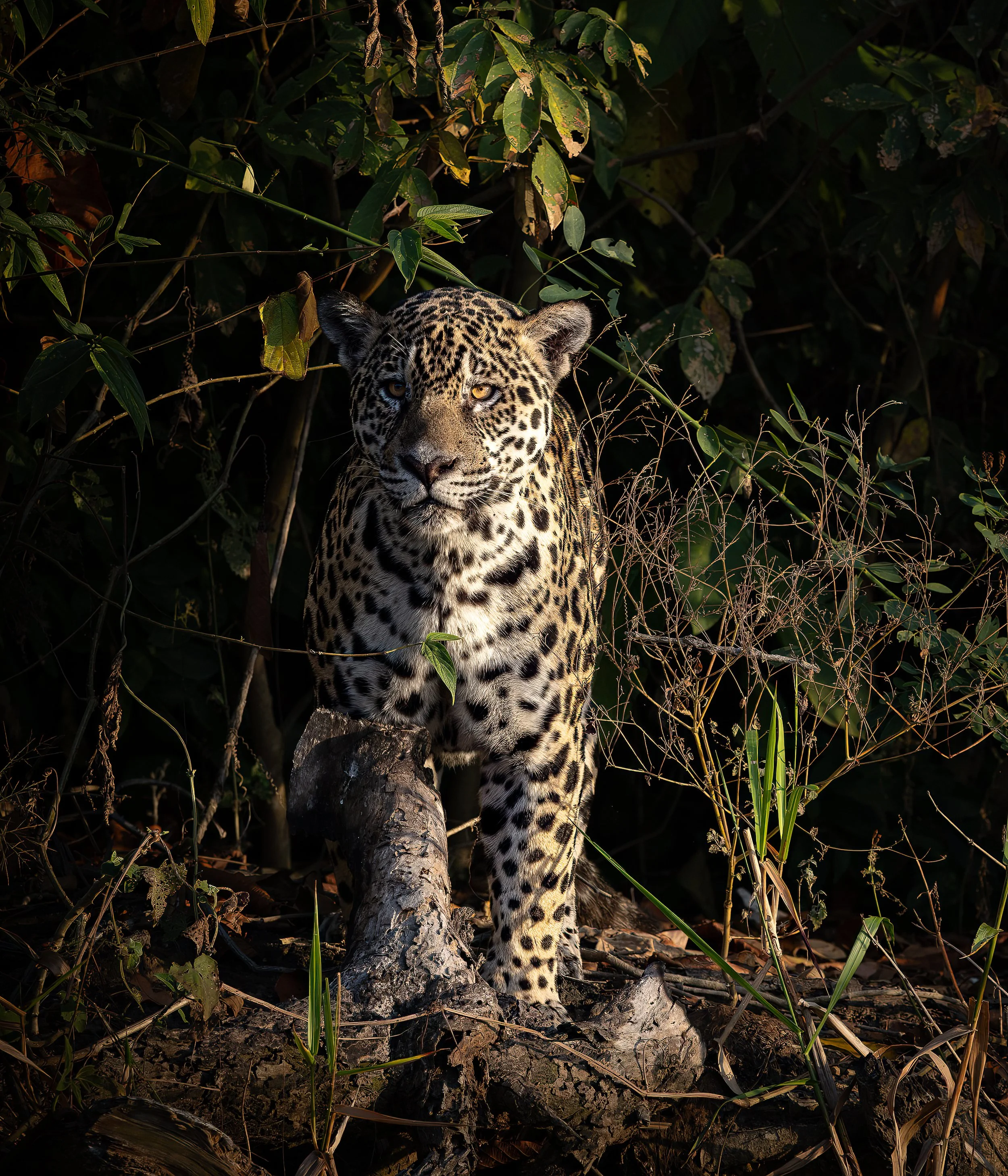 Pantanal 7-2026-128-Edit.jpg