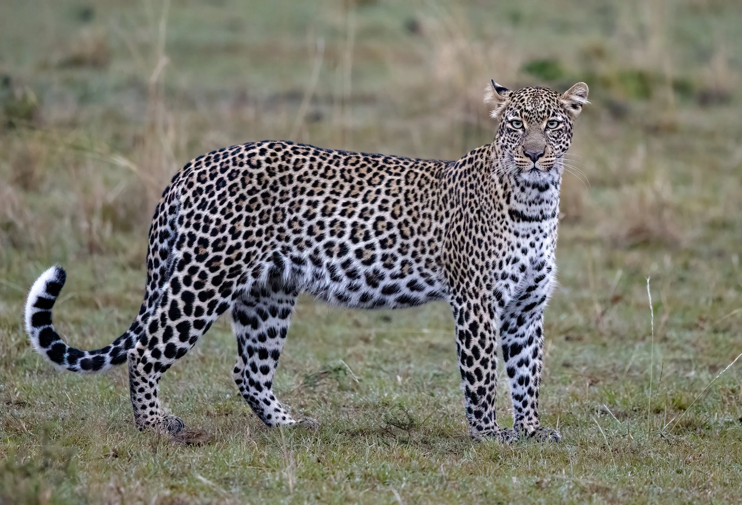 Kenya Safari 10-2025-1016-2-Edit.jpg