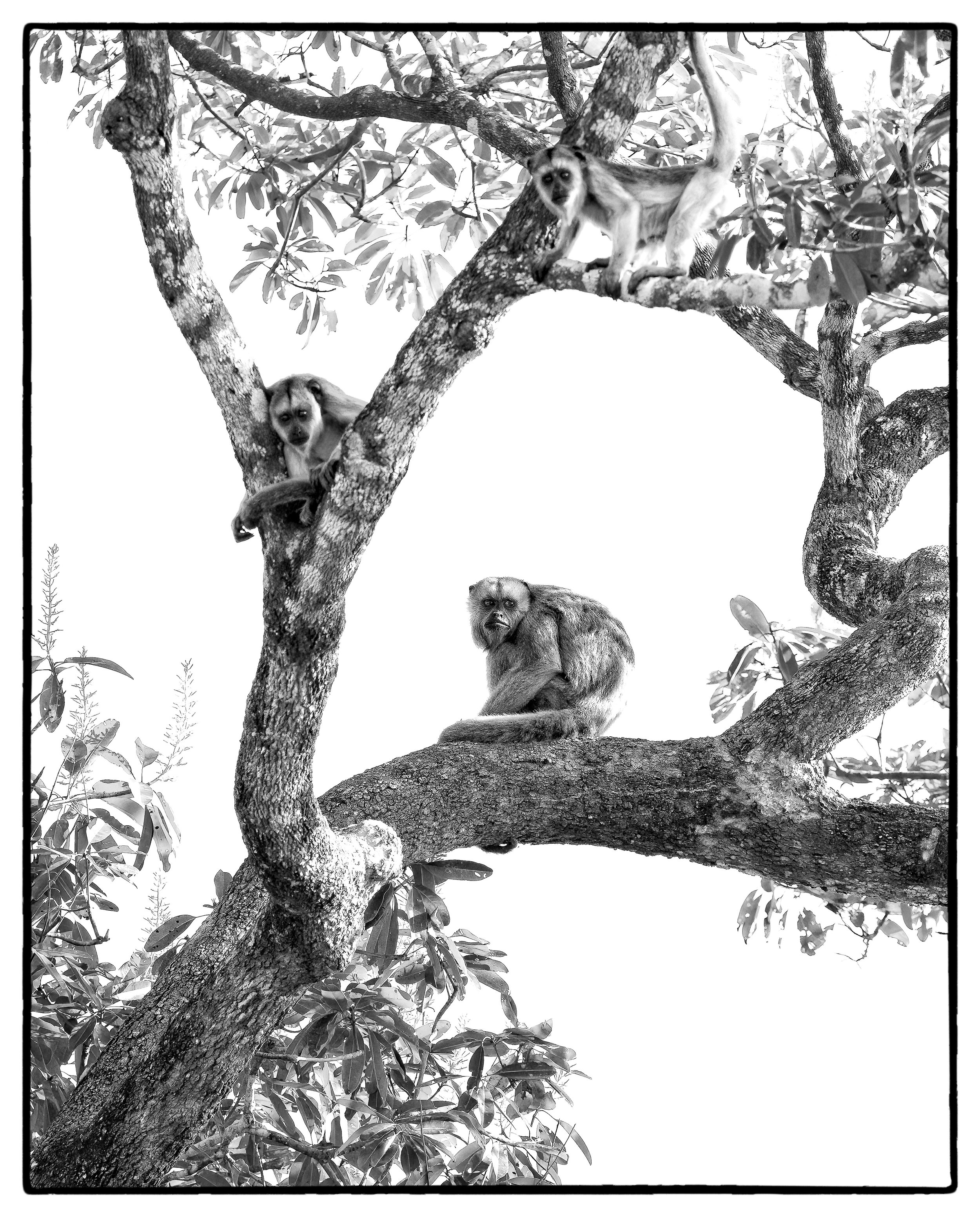 Pantanal 7-2026-1297-Edit-2-Edit-Edit.jpg