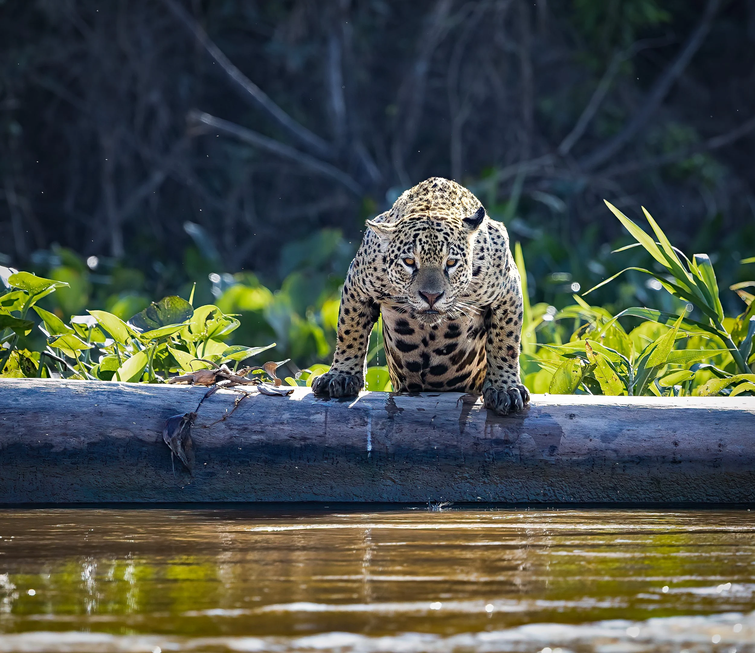 Pantanal 7-2026-1022-2-Edit-Edit.jpg