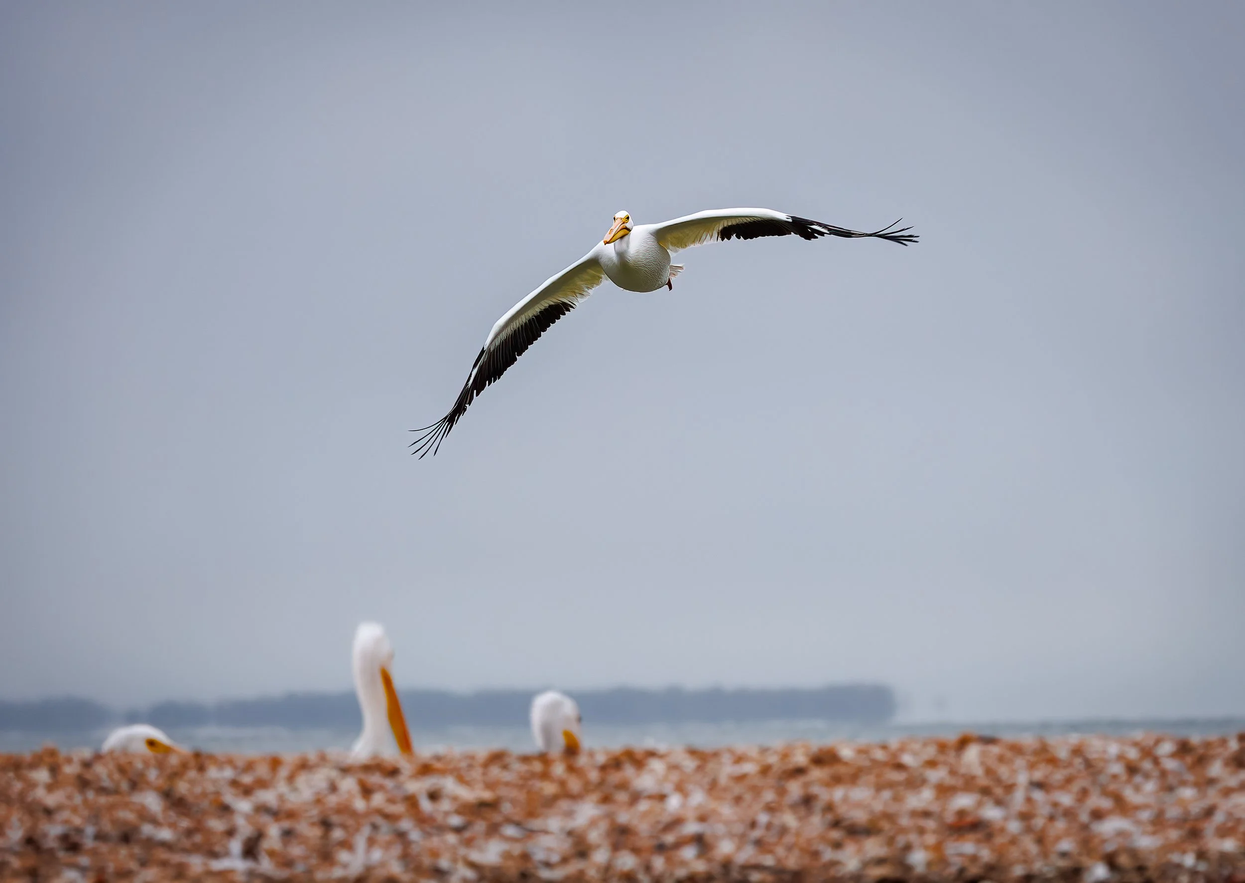 Everglades 1-2025-229-Edit-Edit.jpg