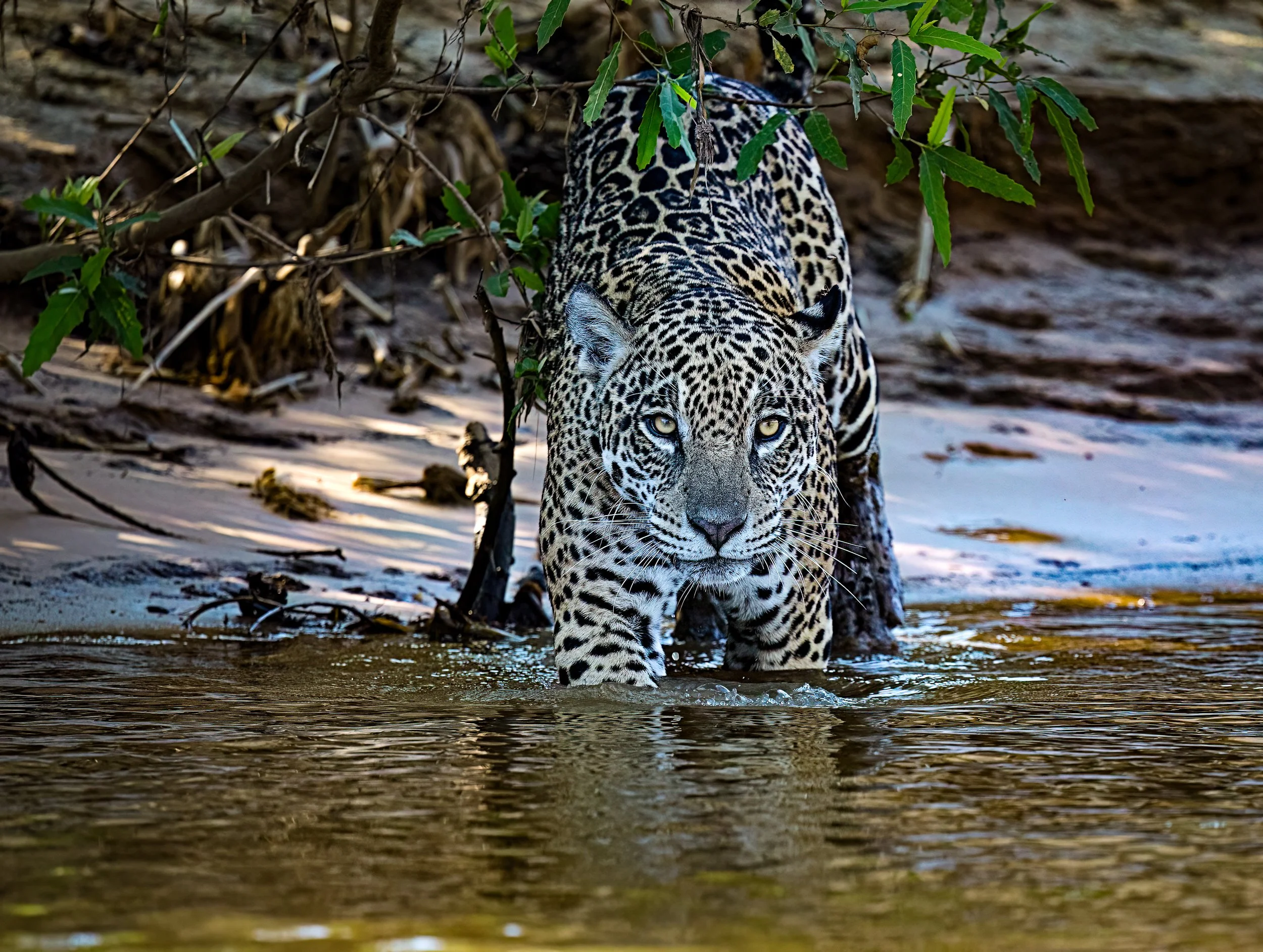 Pantanal 7-2026-245-2-Edit-Edit.jpg