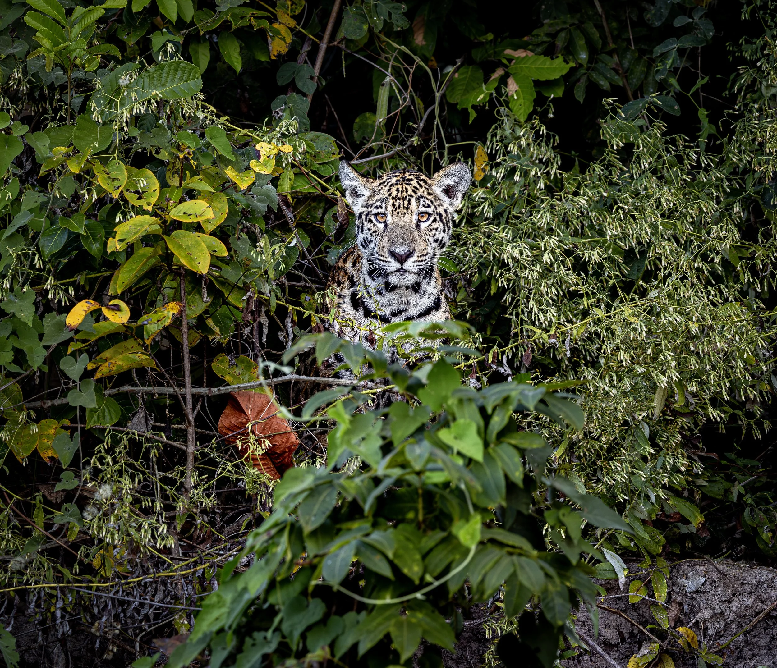 Pantanal 7-2026-874-2-Edit.jpg