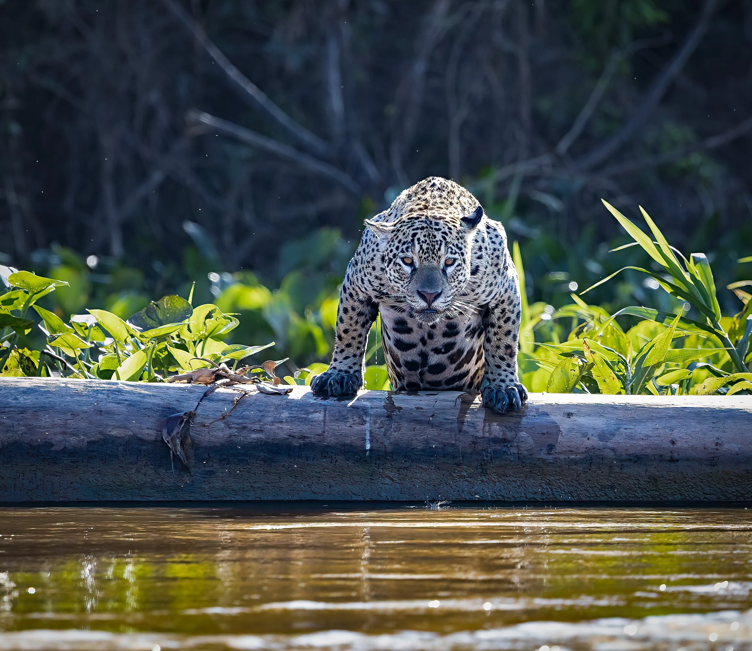 Pantanal 7-2026-1022-2-Edit-Edit.jpg