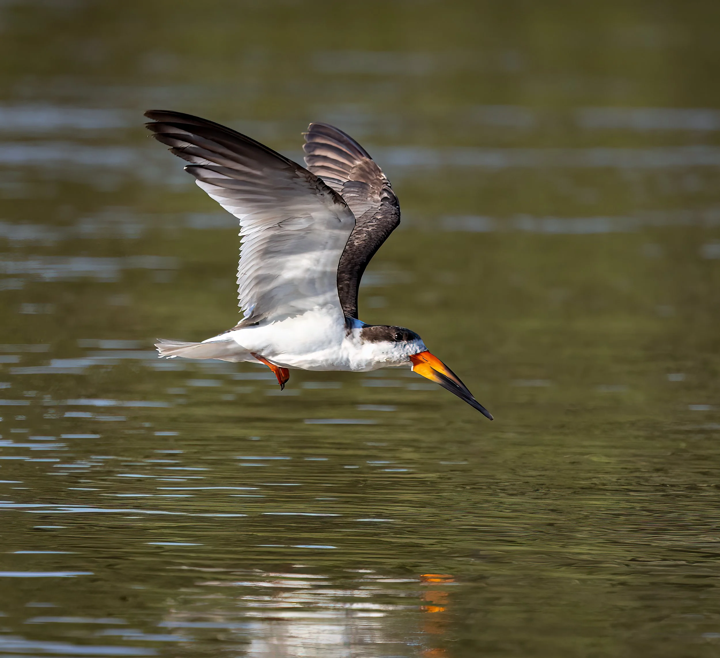 This Skimmer bird dives and skims along the surface to catch its prey