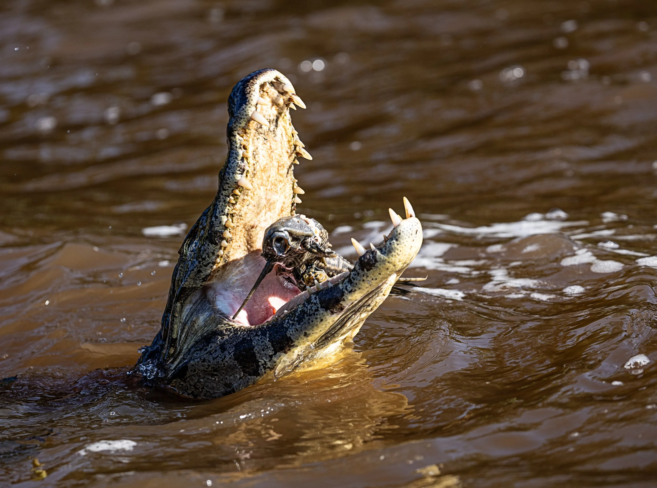This Caiman was munching on a catfish