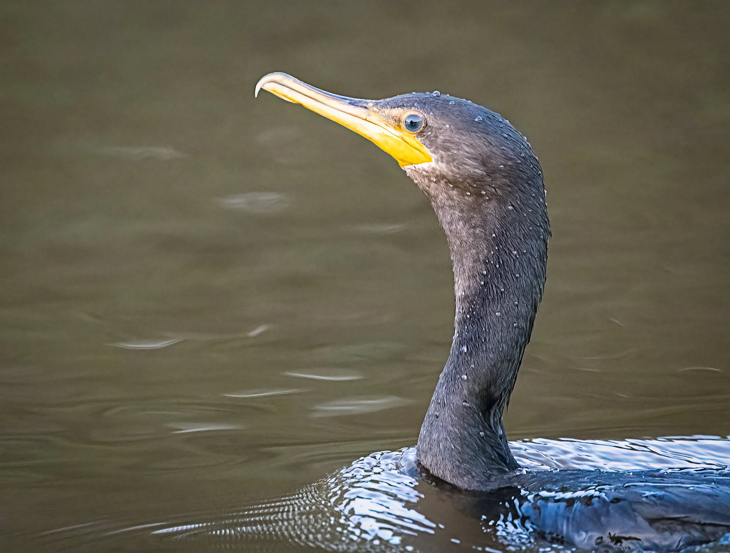Pantanal 7-2026-733-Edit-Edit.jpg