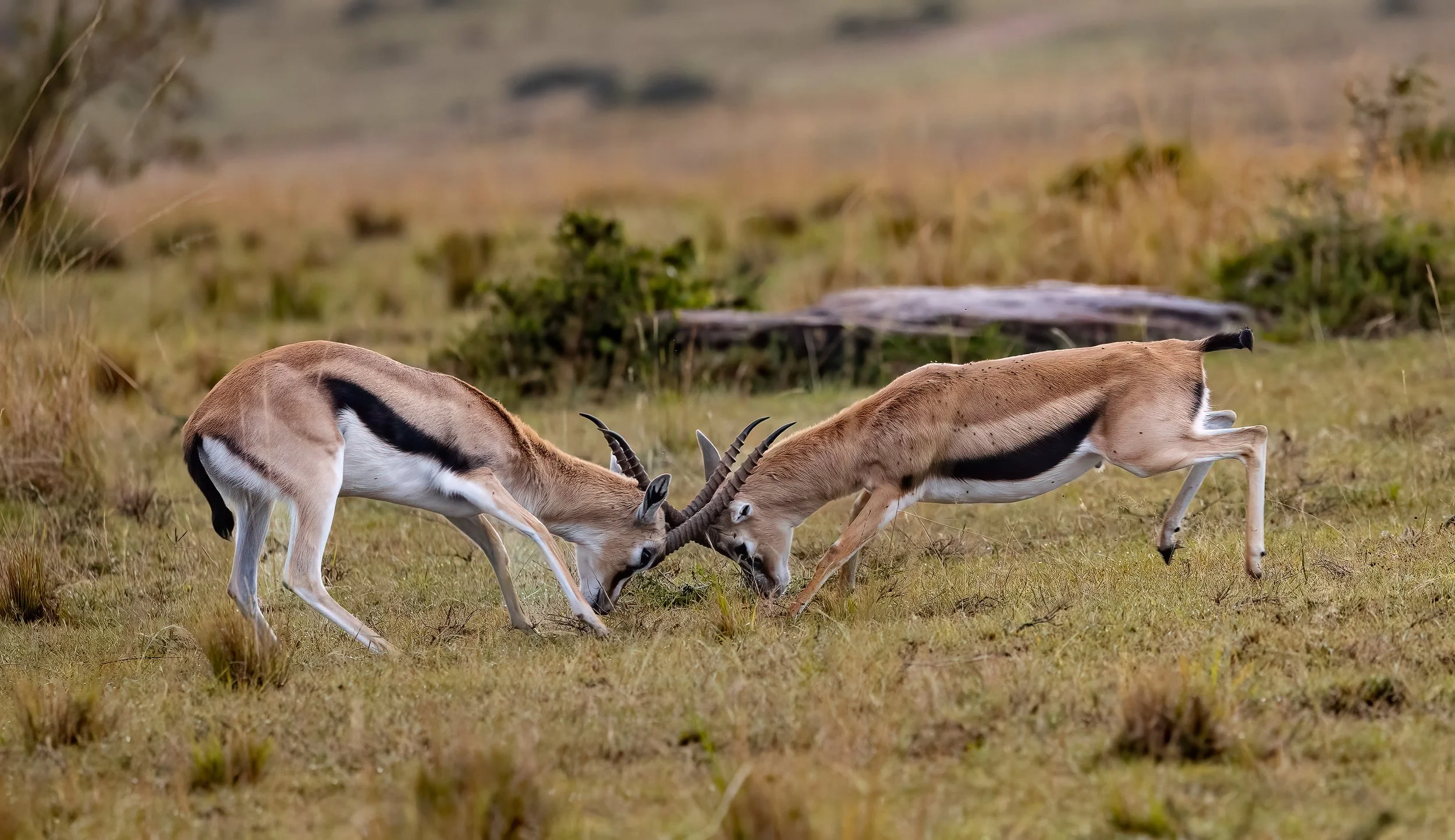 These young Gazelle bucks were going at it all morning.