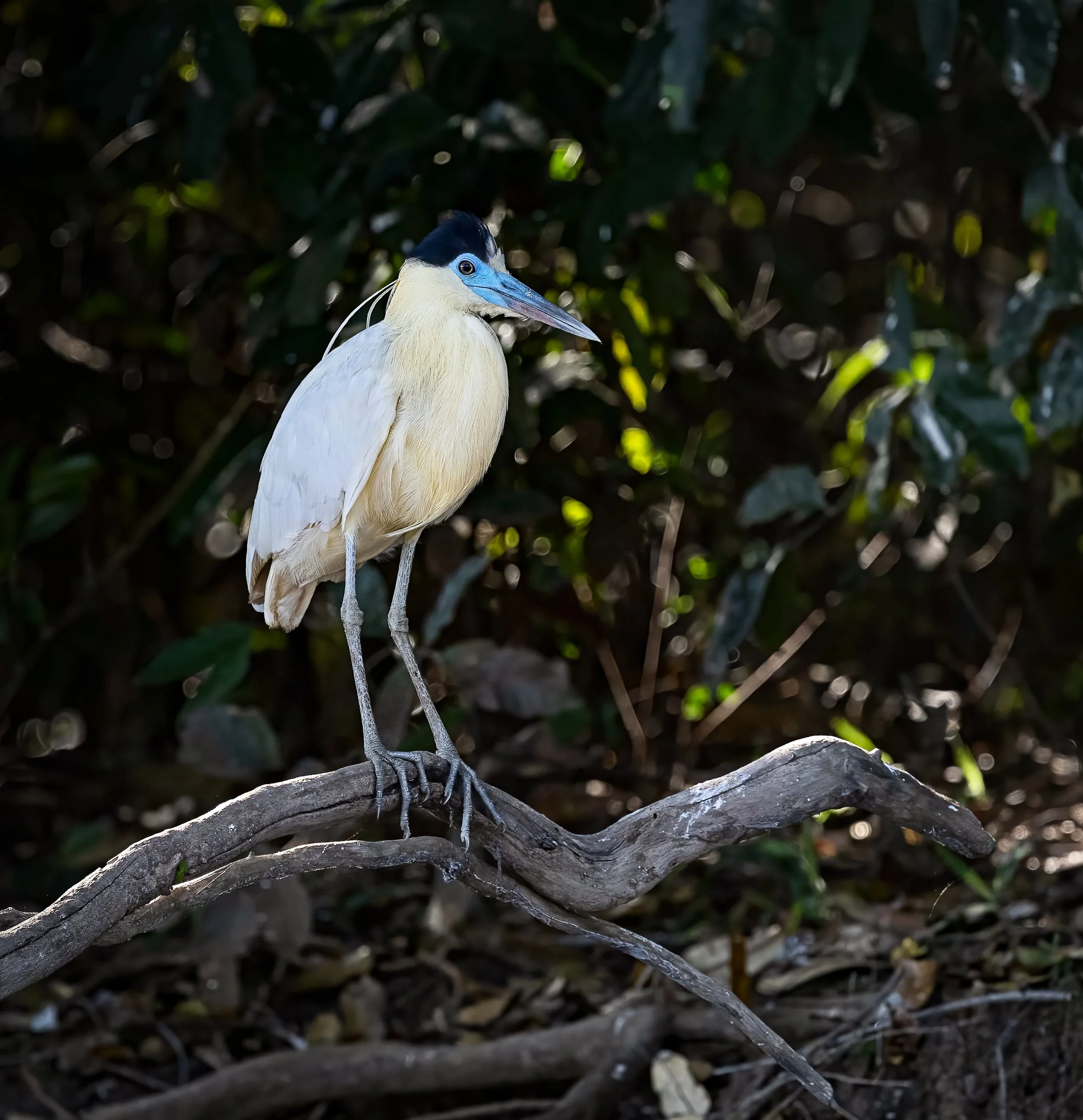 Pantanal 7-2026-1684-Edit-Edit.jpg