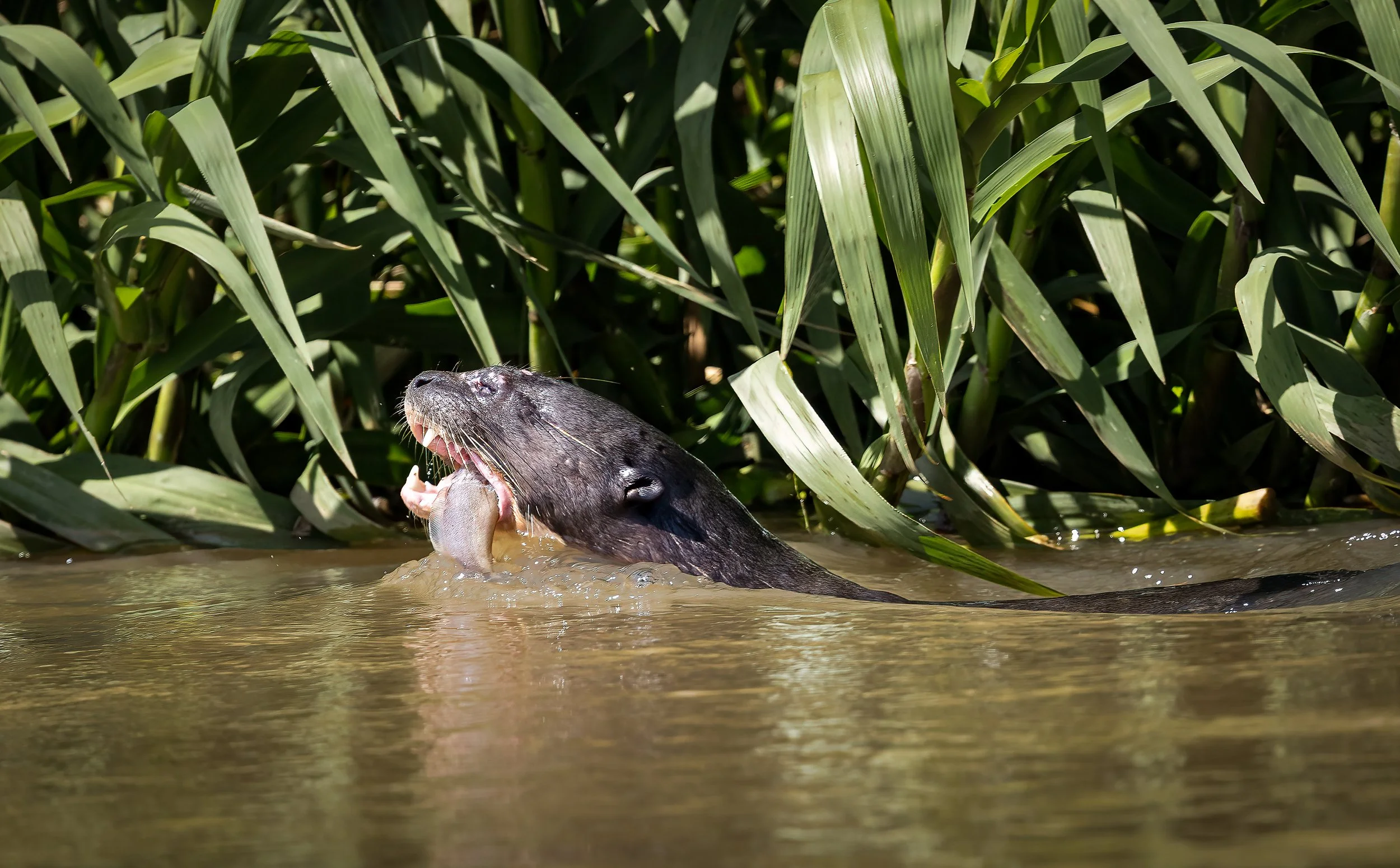 Pantanal 7-2026-662-2-Edit.jpg