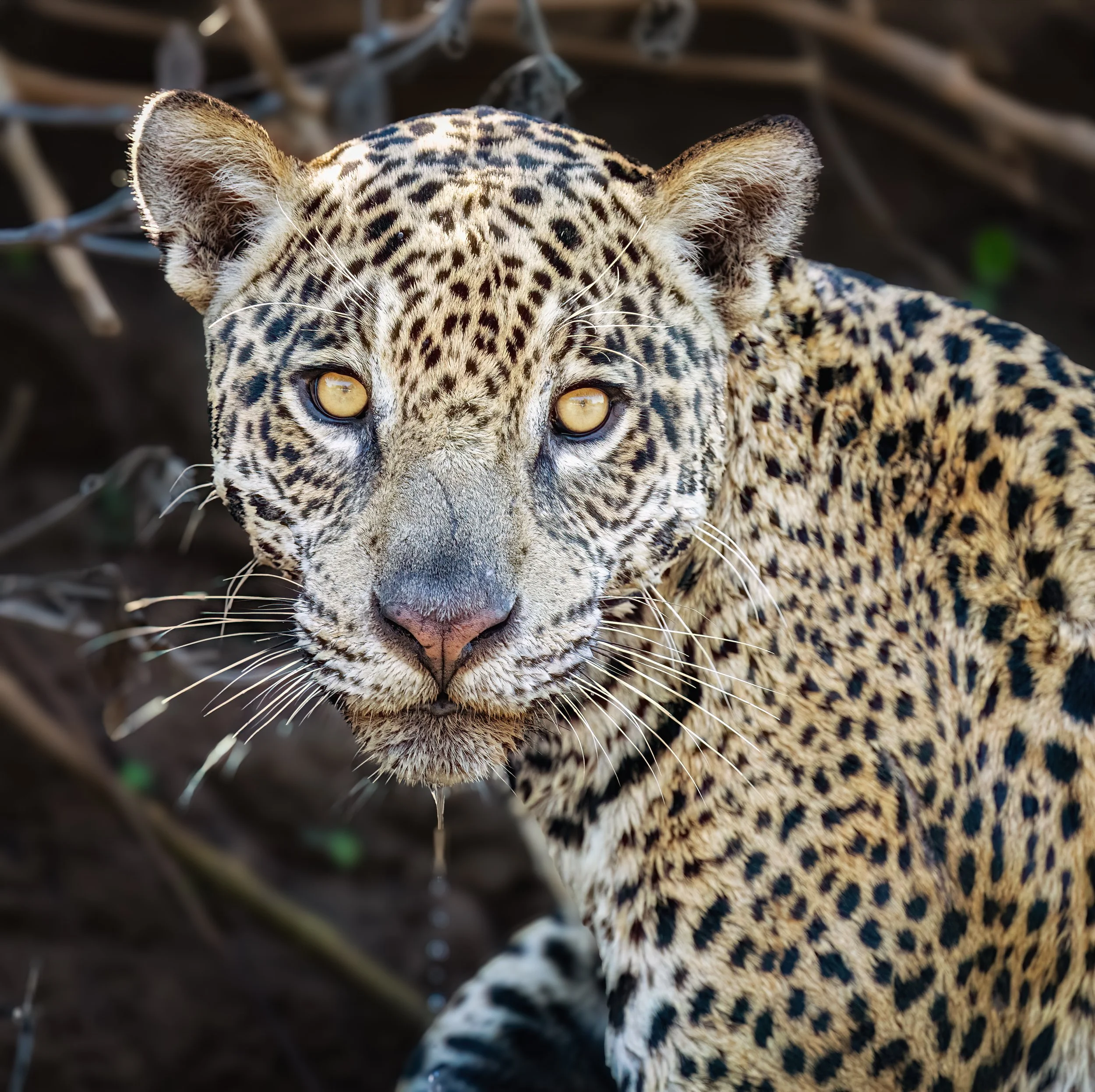 Pantanal 7-2026-323-2-Edit-Edit-Edit-Edit.jpg