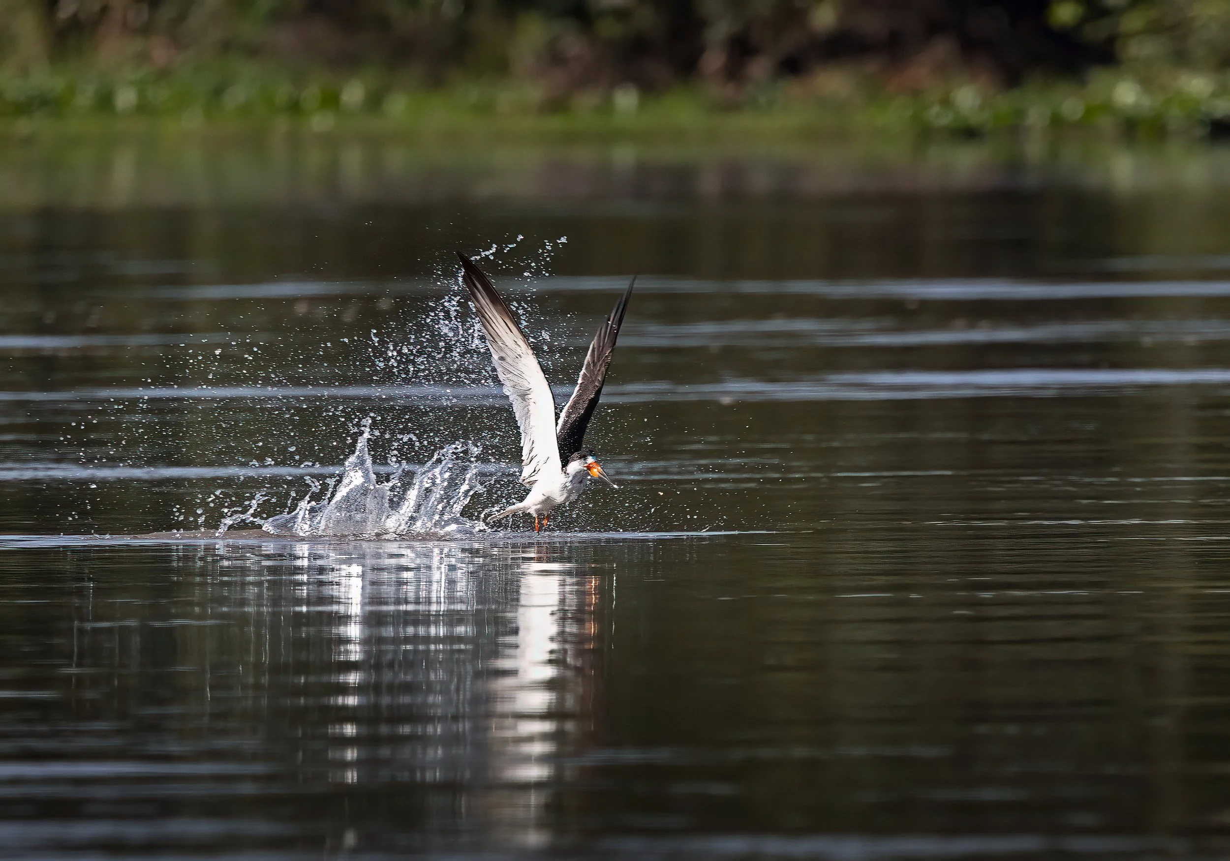 Pantanal 7-2026-1142-Edit-Edit.jpg