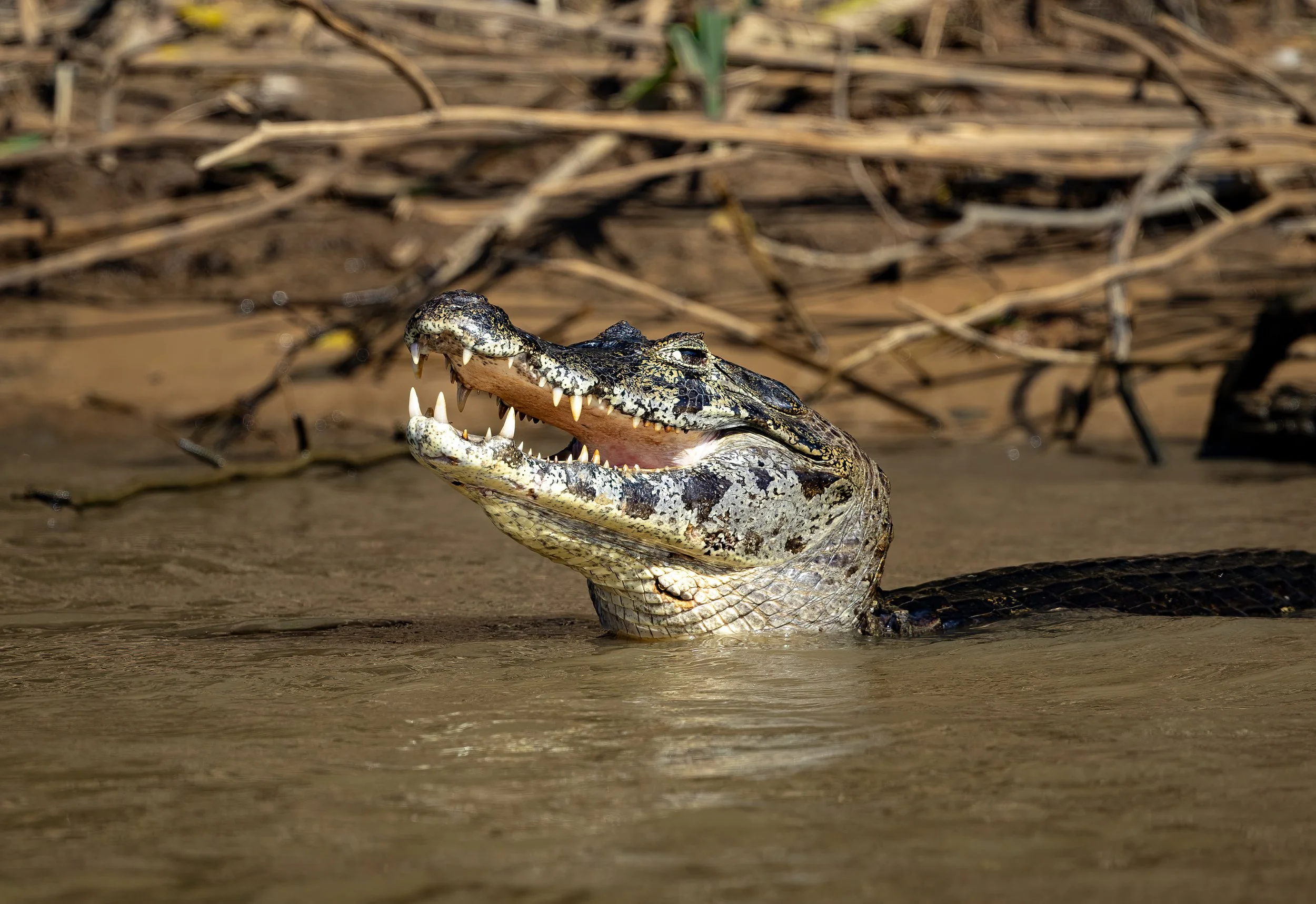 Pantanal 7-2026-325-Edit.jpg