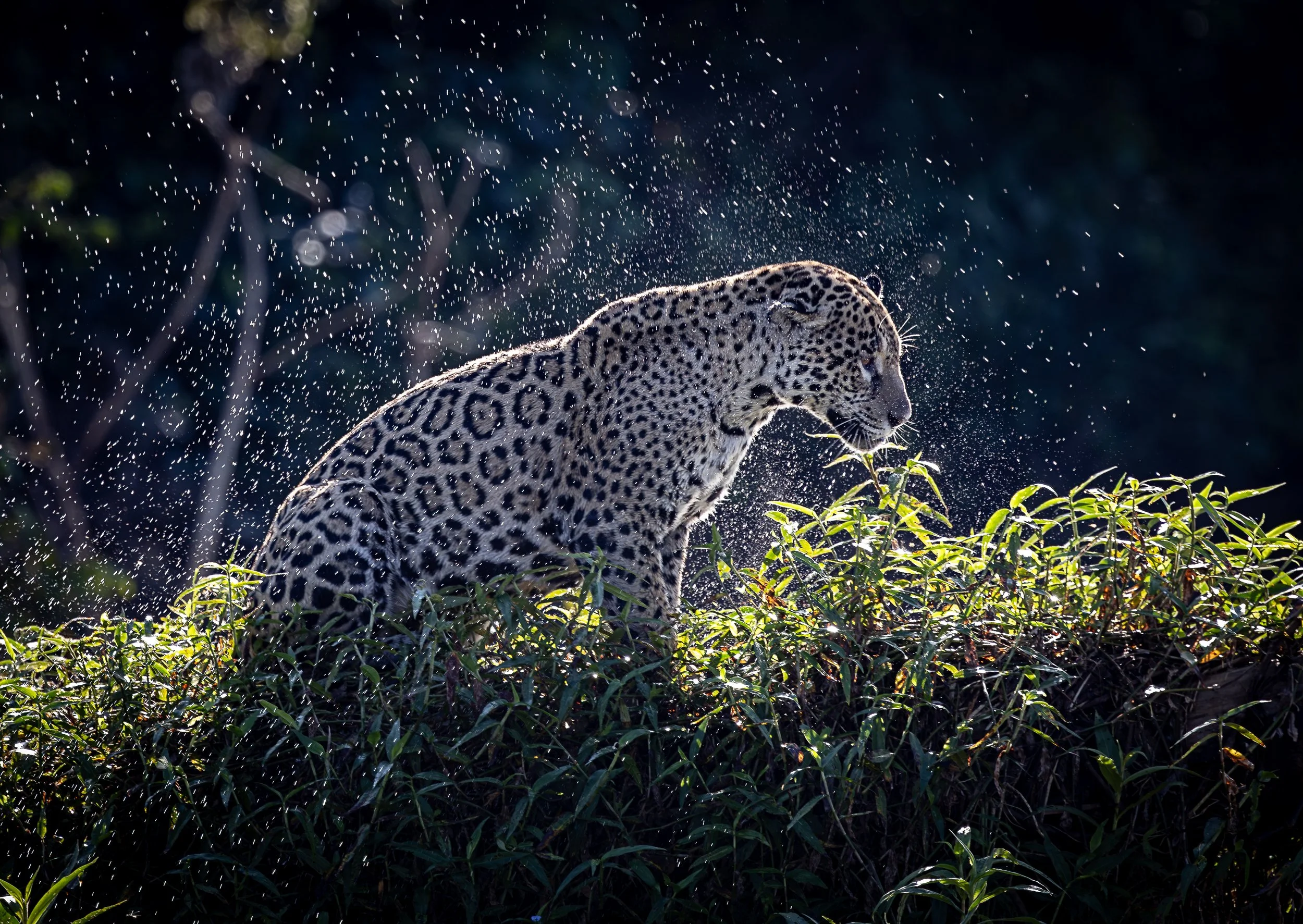 Pantanal 7-2026-1034-2-Edit.jpg