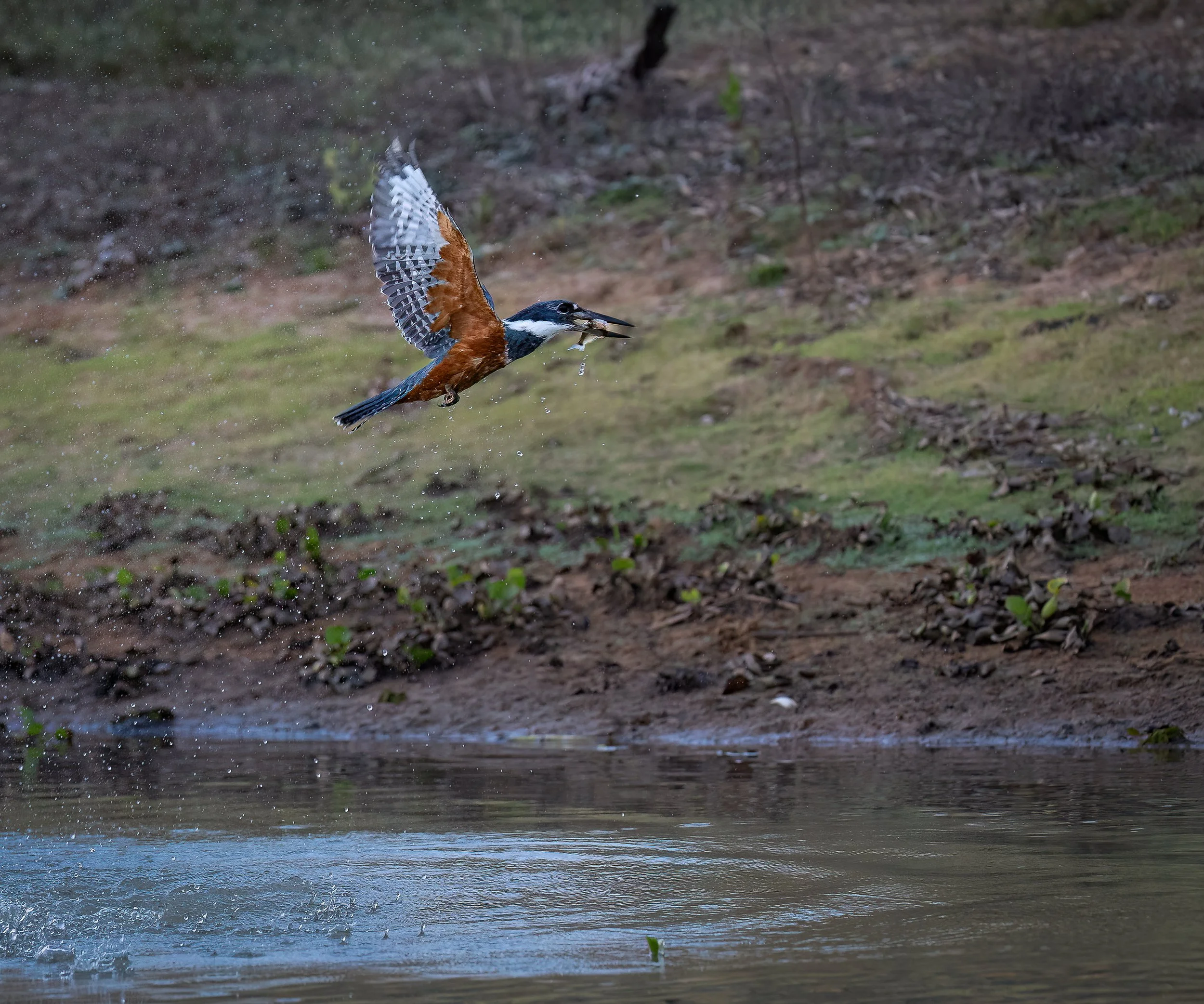 Pantanal 7-2026-771-3-Edit-Edit.jpg