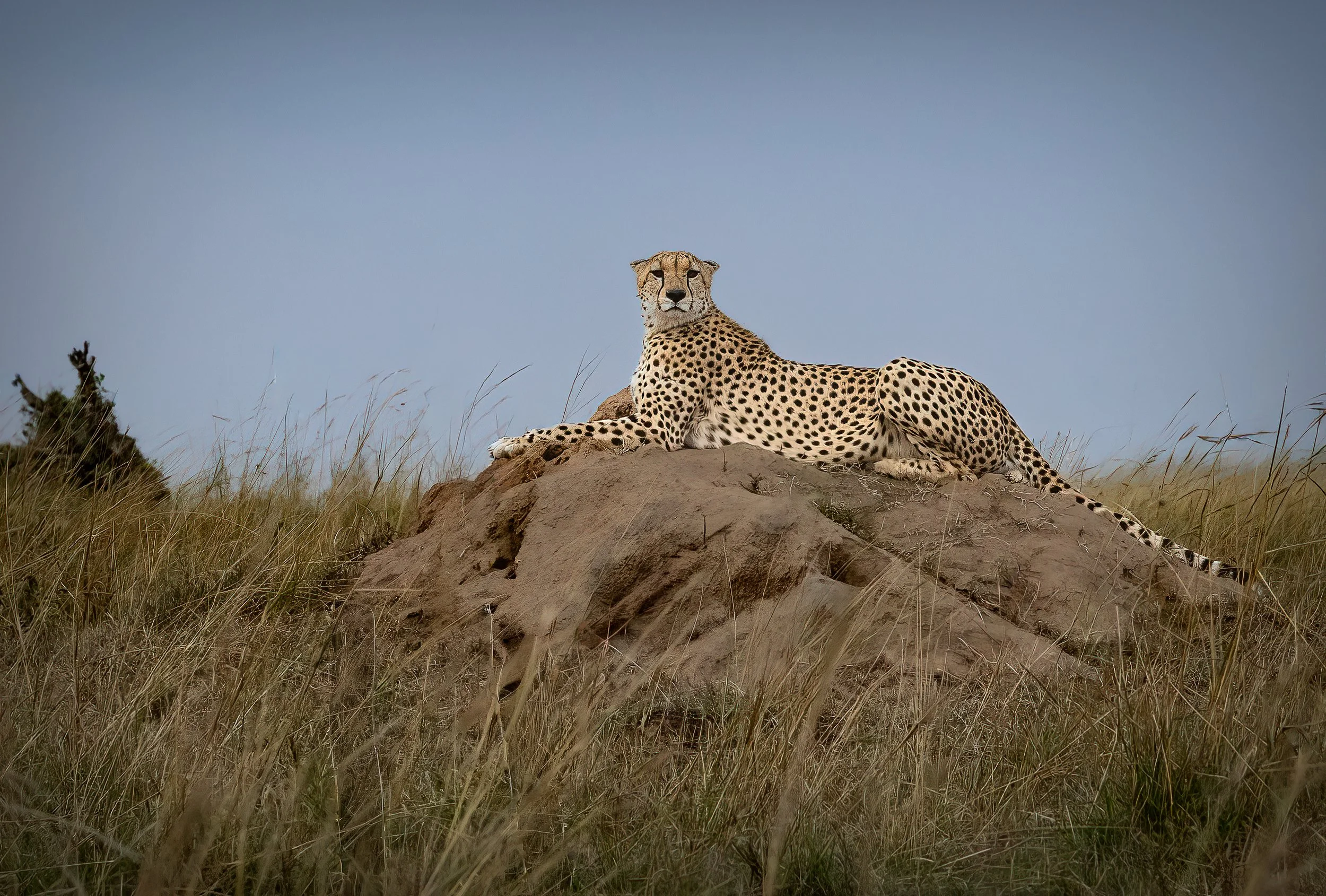 Kenya Safari 10-2025-2666-Edit-Edit.jpg
