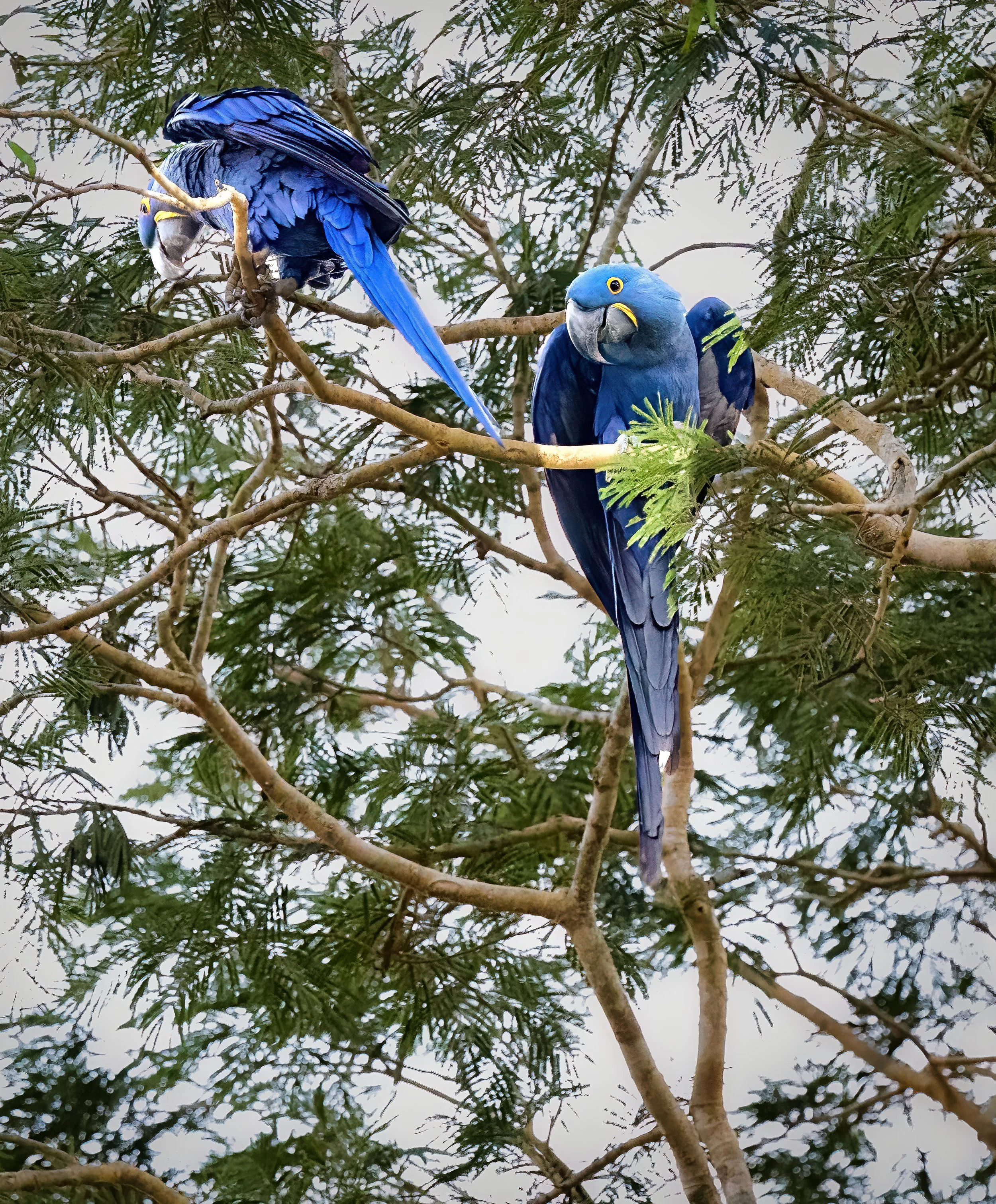 Pantanal 7-2026-68-3-Edit-Edit-Edit-Edit-2.jpg
