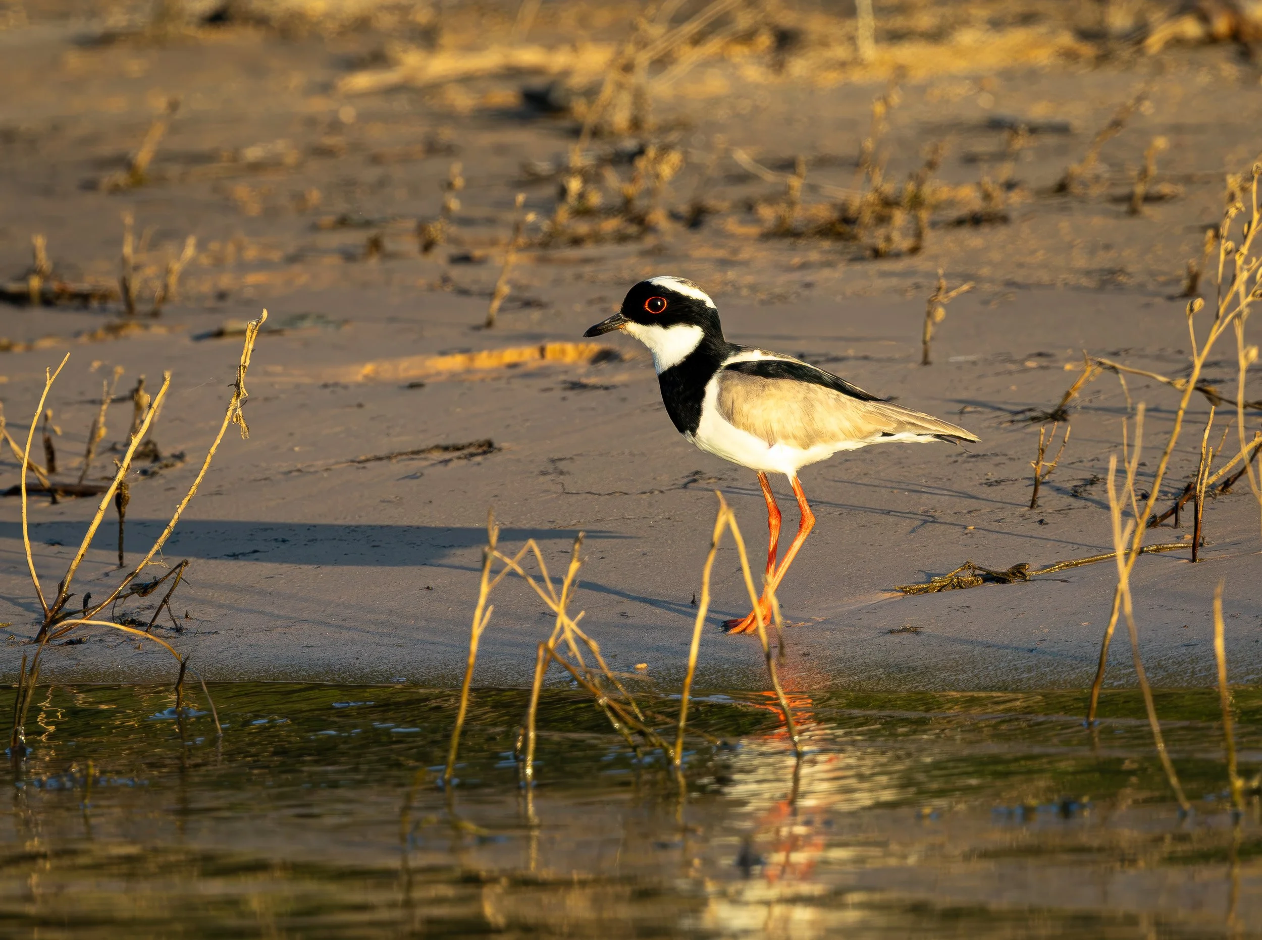 Pantanal 7-2026-2039-Edit.jpg
