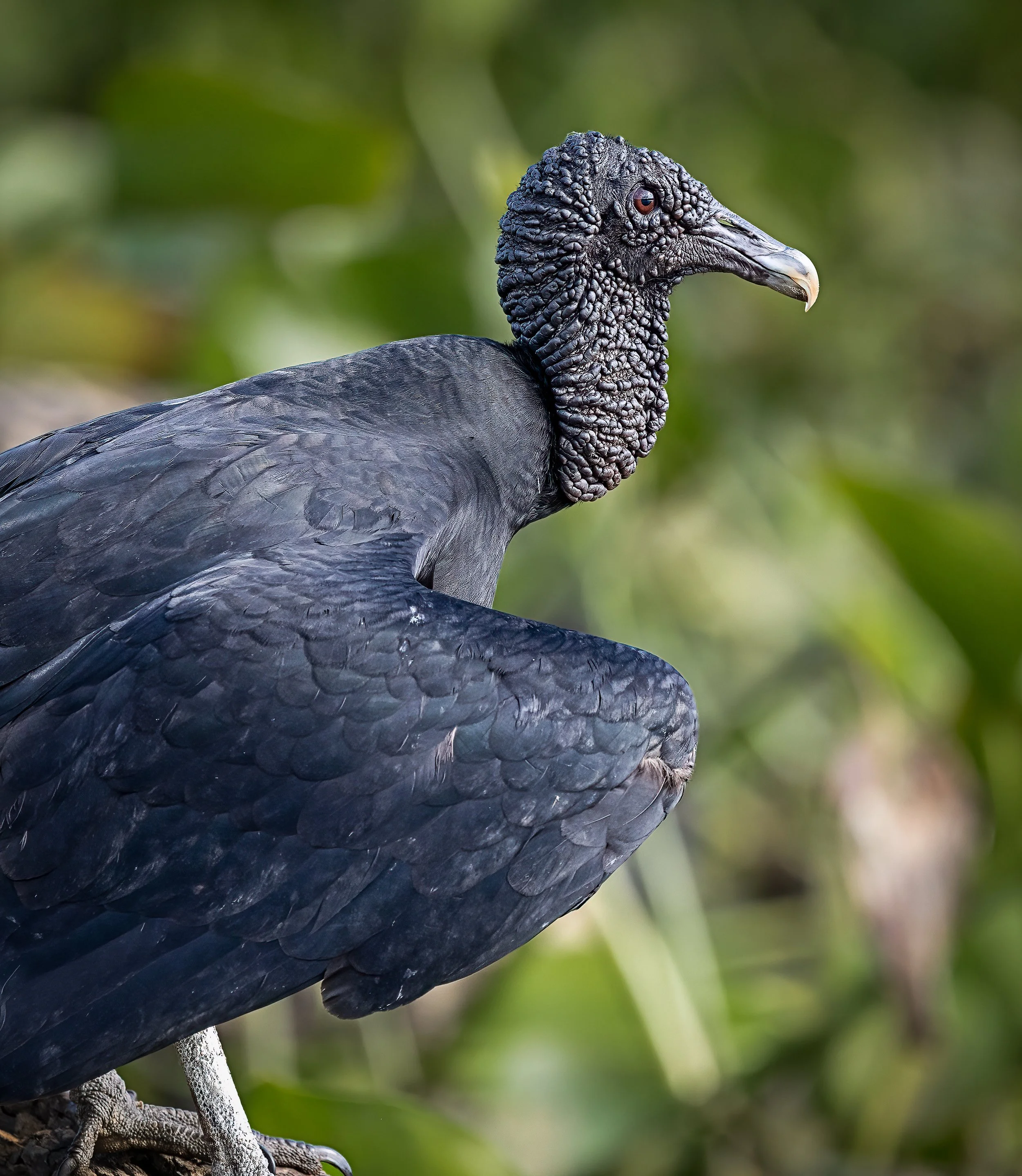 Pantanal 7-2026-764-2-Edit-Edit.jpg